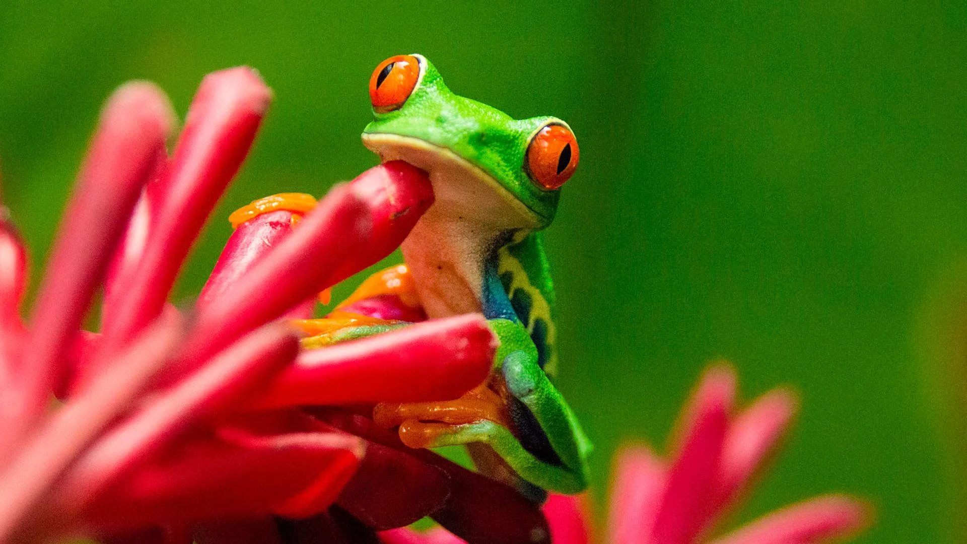 22-red-eyed-tree-frog.jpg