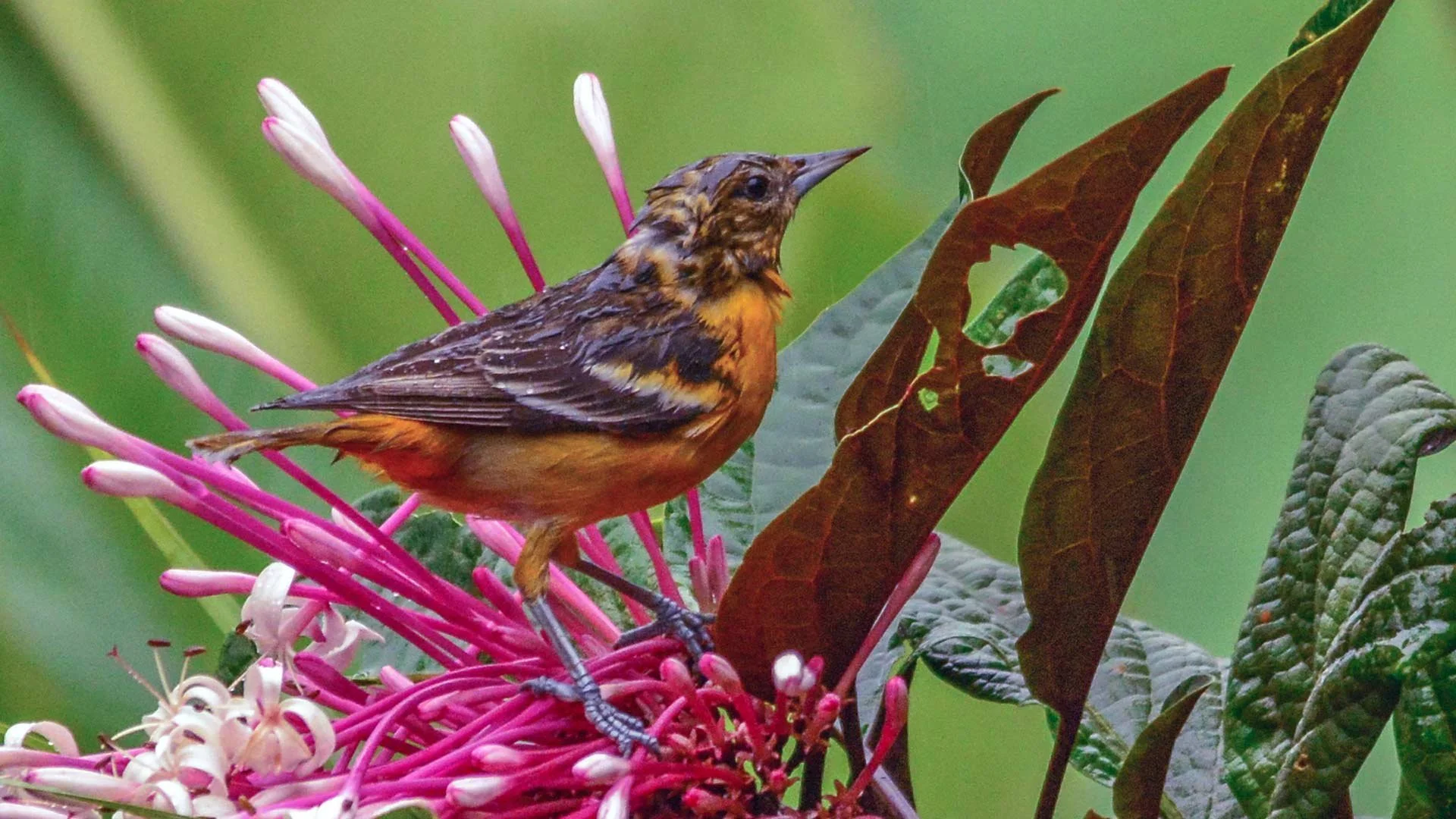 23-birdlife-among-tropical-flowers.jpg