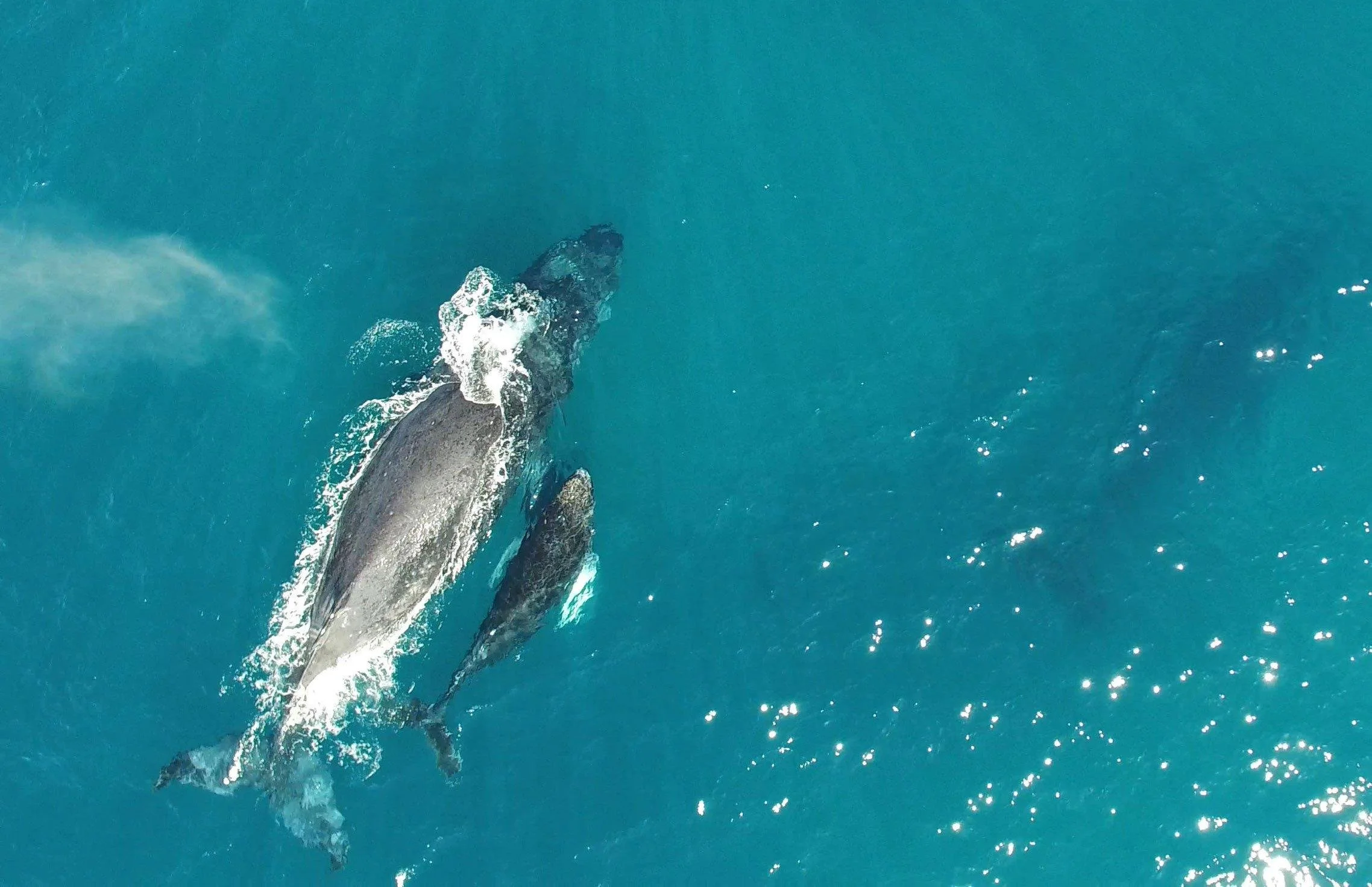 48-whale-watching-aerial.jpg
