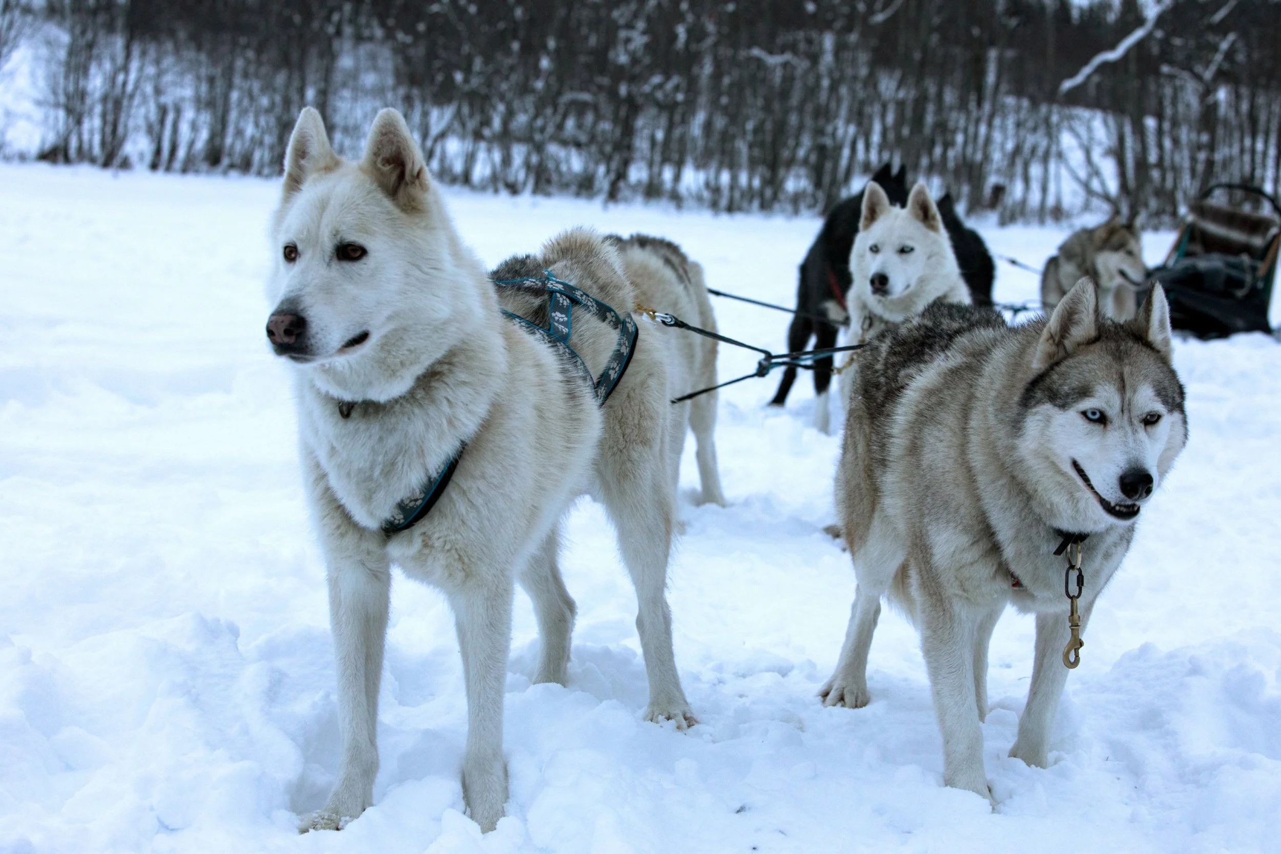 27-dog-sledding-huskies.jpg