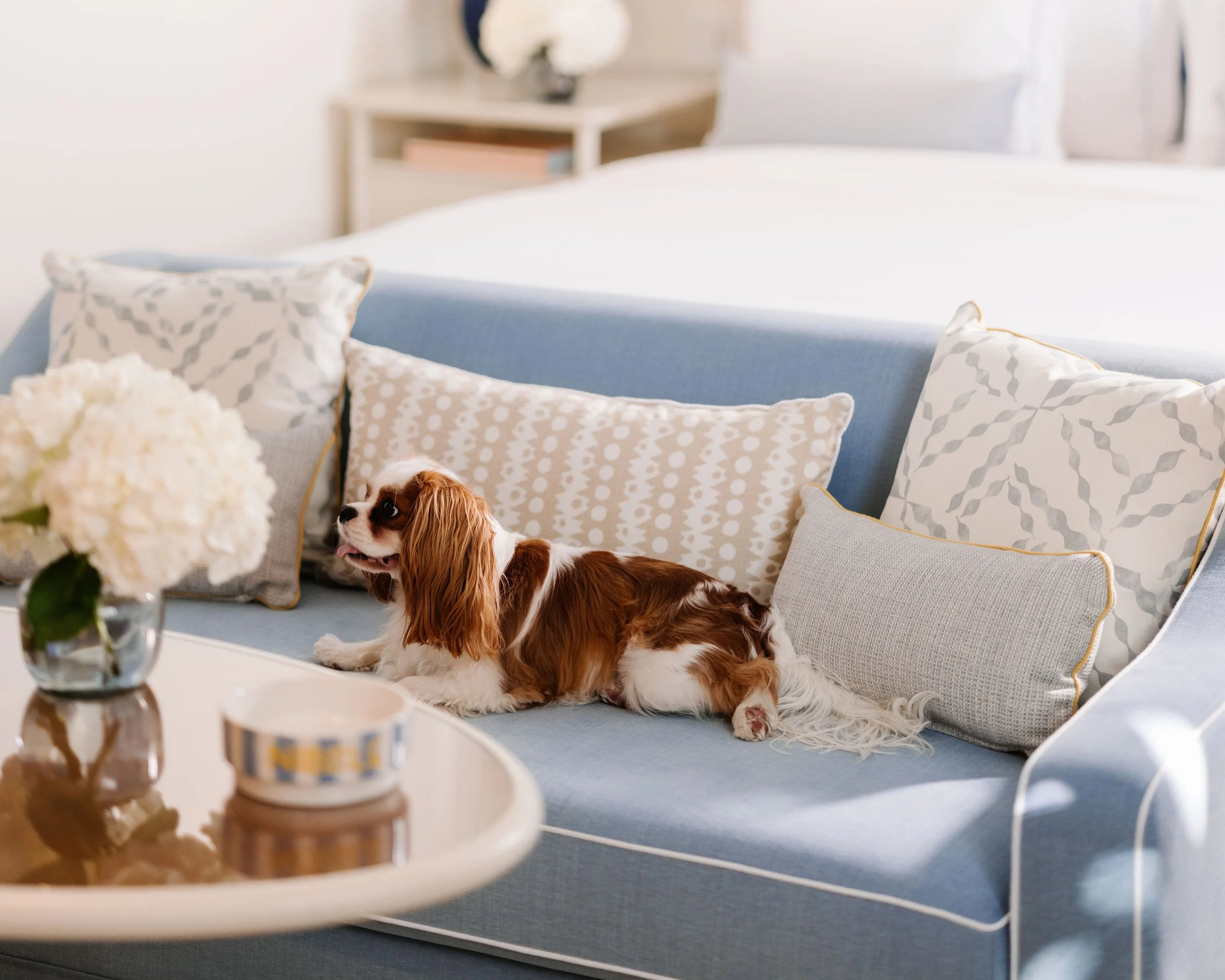 36-dog-on-a-guest-room-sofa.jpg