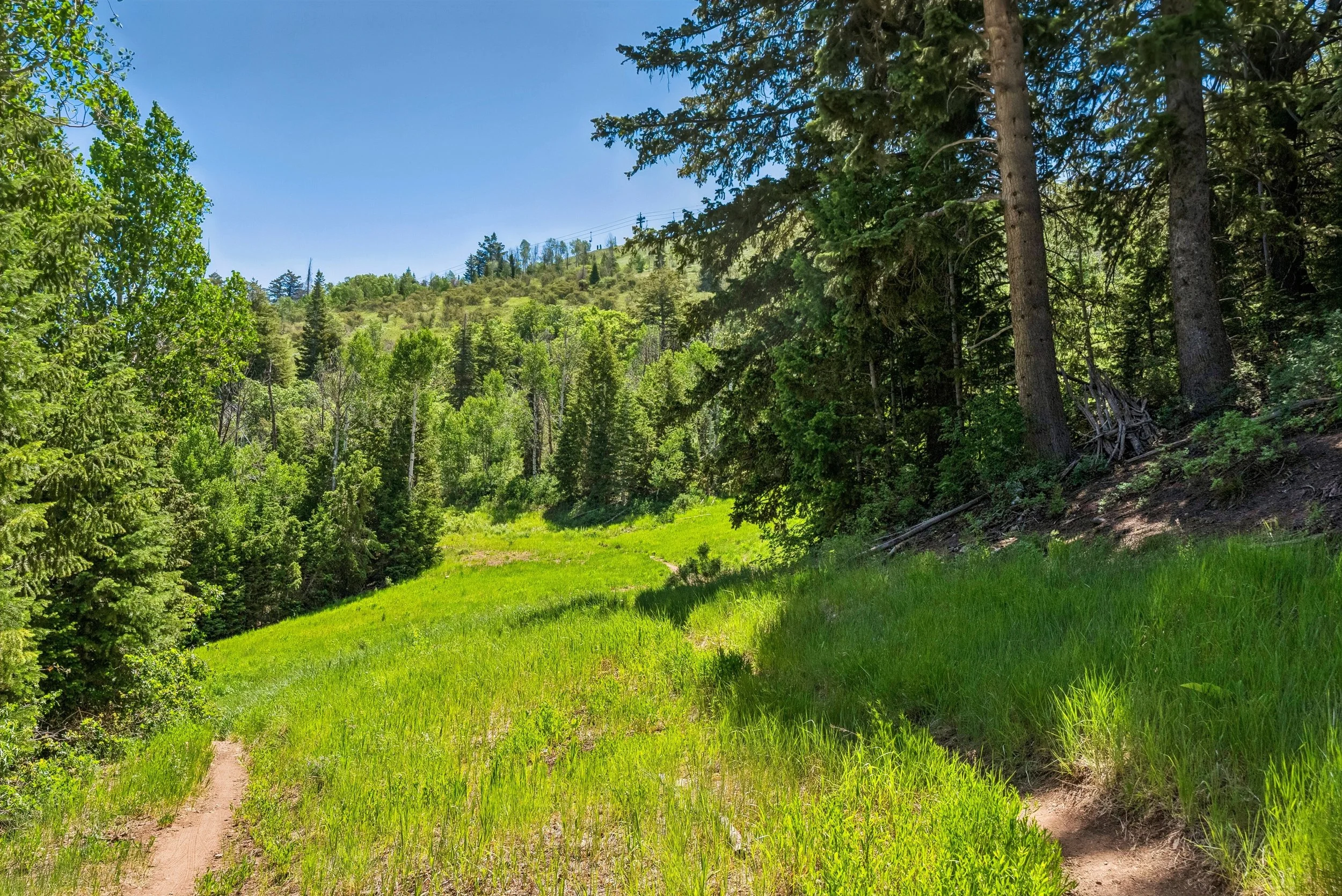 31-summer-trail-through-trees-near-the-resort.jpg
