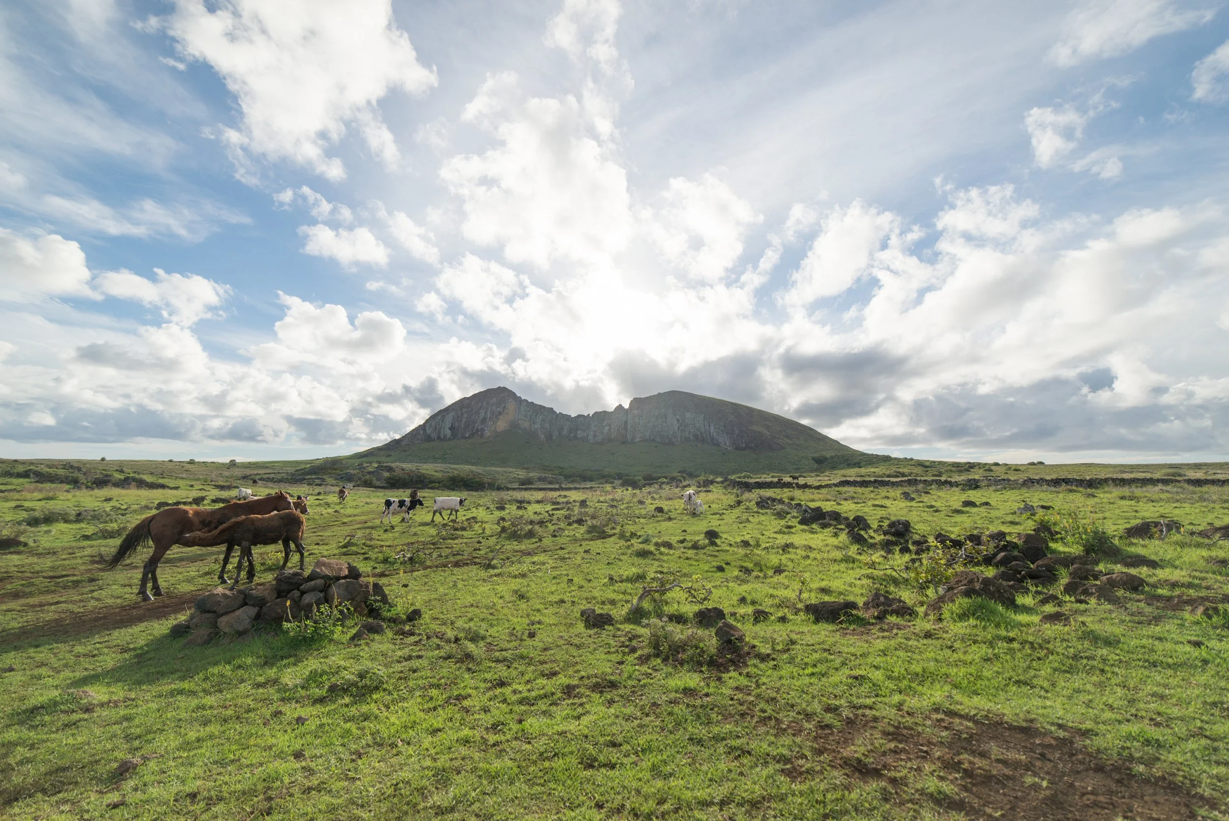 15-horses-and-volcanic-grassland-on-rapa-nui.jpg