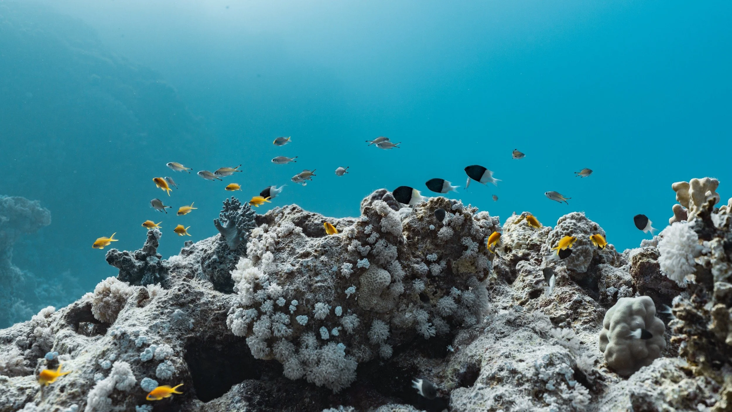37-red-sea-coral-and-reef-fish.jpg