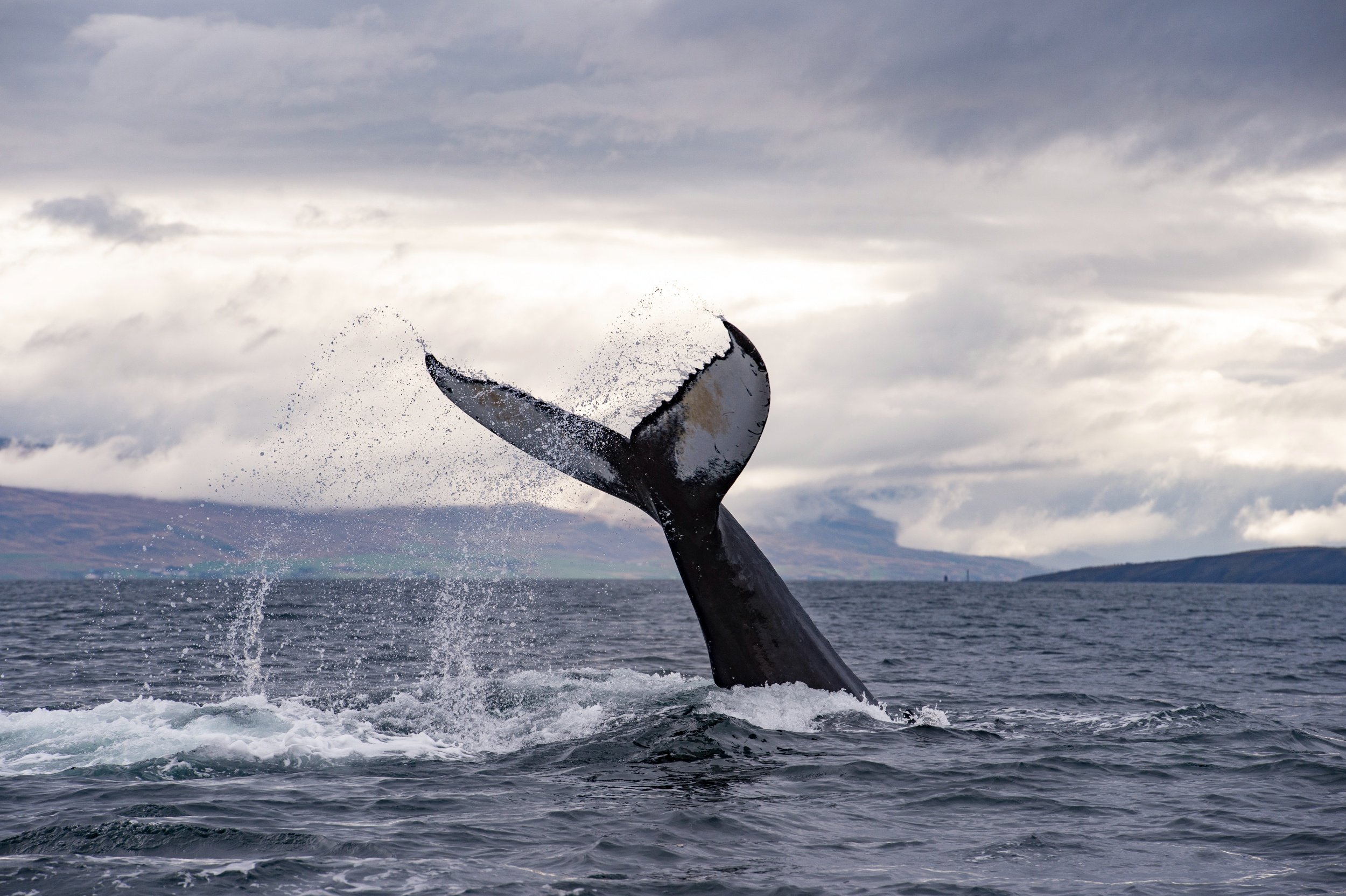 37-whale-watching-offshore.jpg