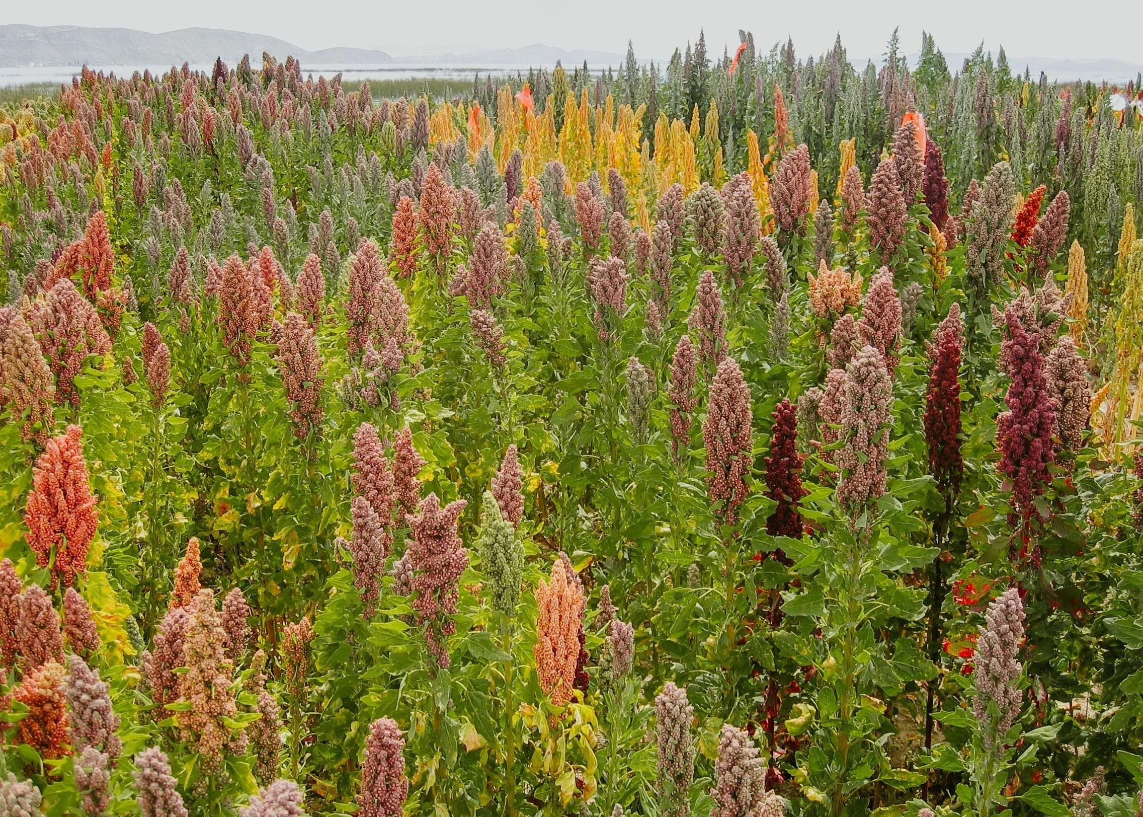 13-a-field-of-multicolored-quinoa.jpg