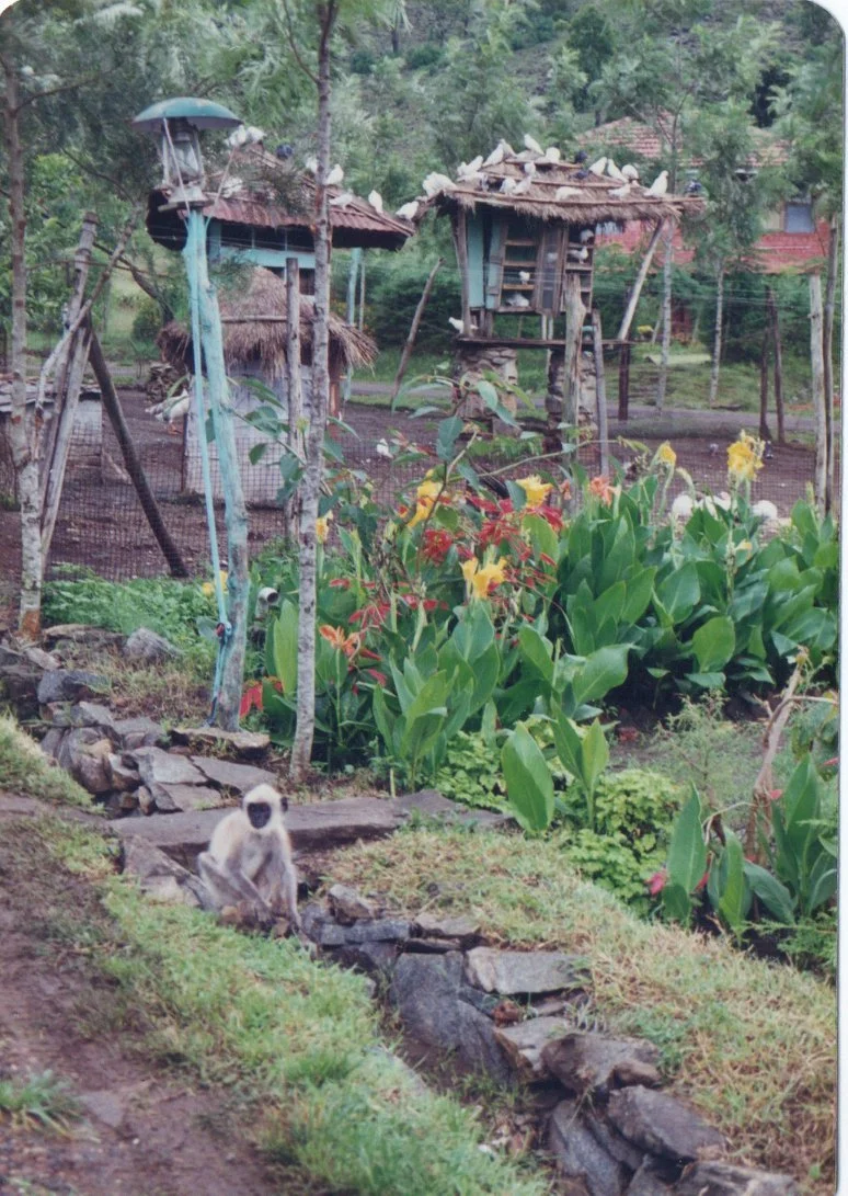 A rural garden scene with lush green plants and colorful flowers, two small rustic wooden structures on stilts, a monkey sitting on rocks near a small water feature, and a backdrop of trees and distant houses.