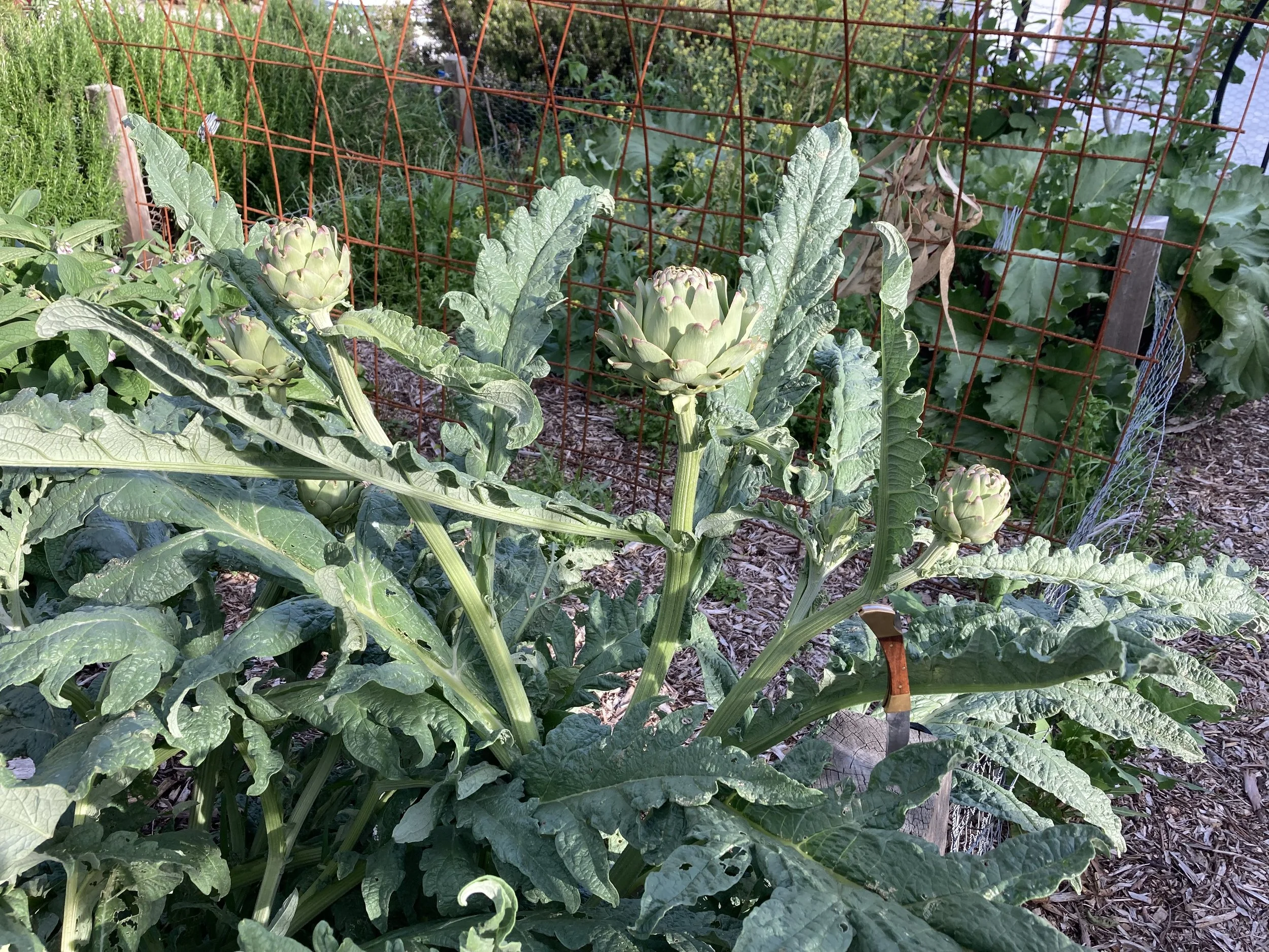 IMG_0618.jpeg