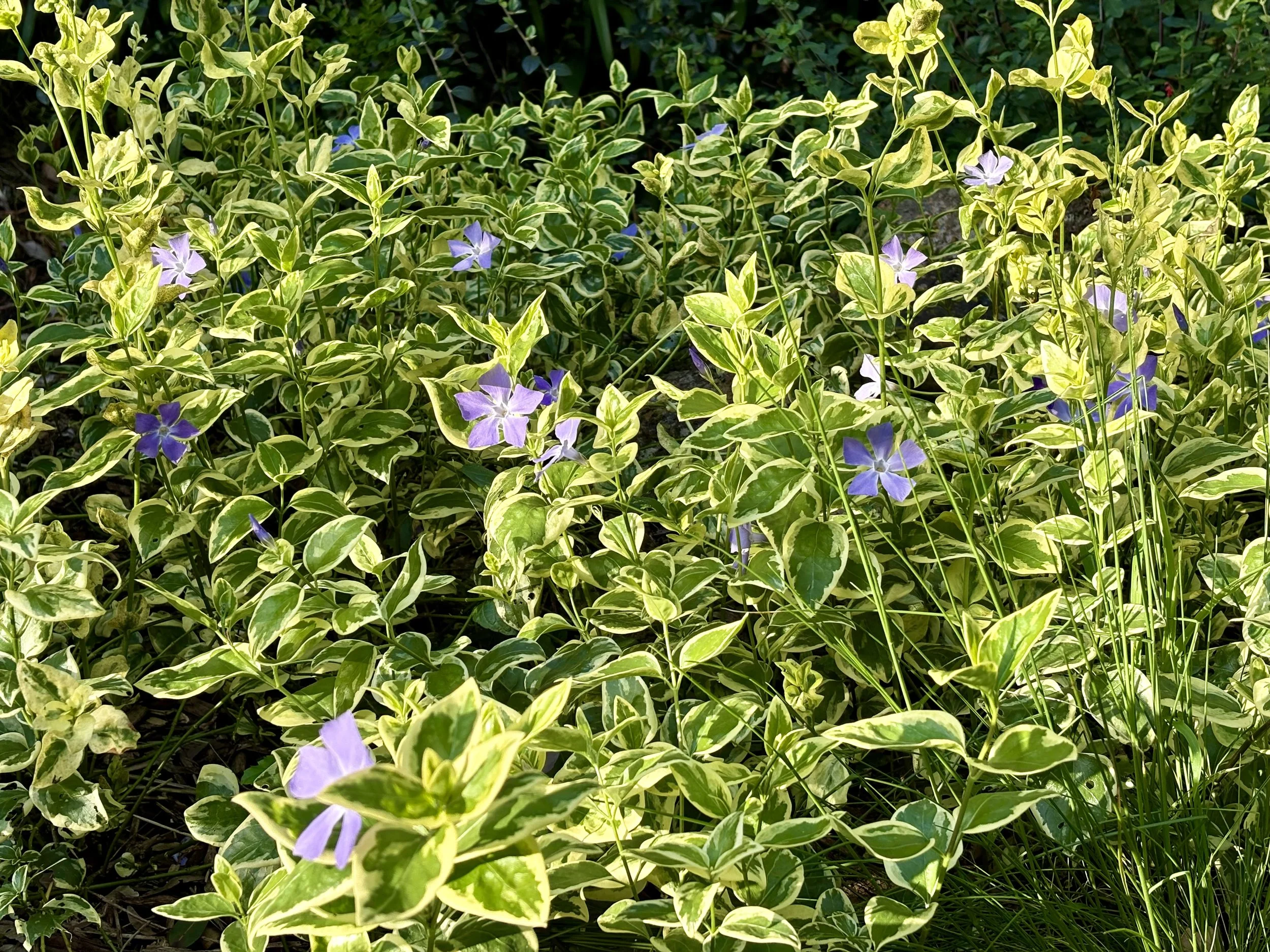 IMG_3783.jpeg