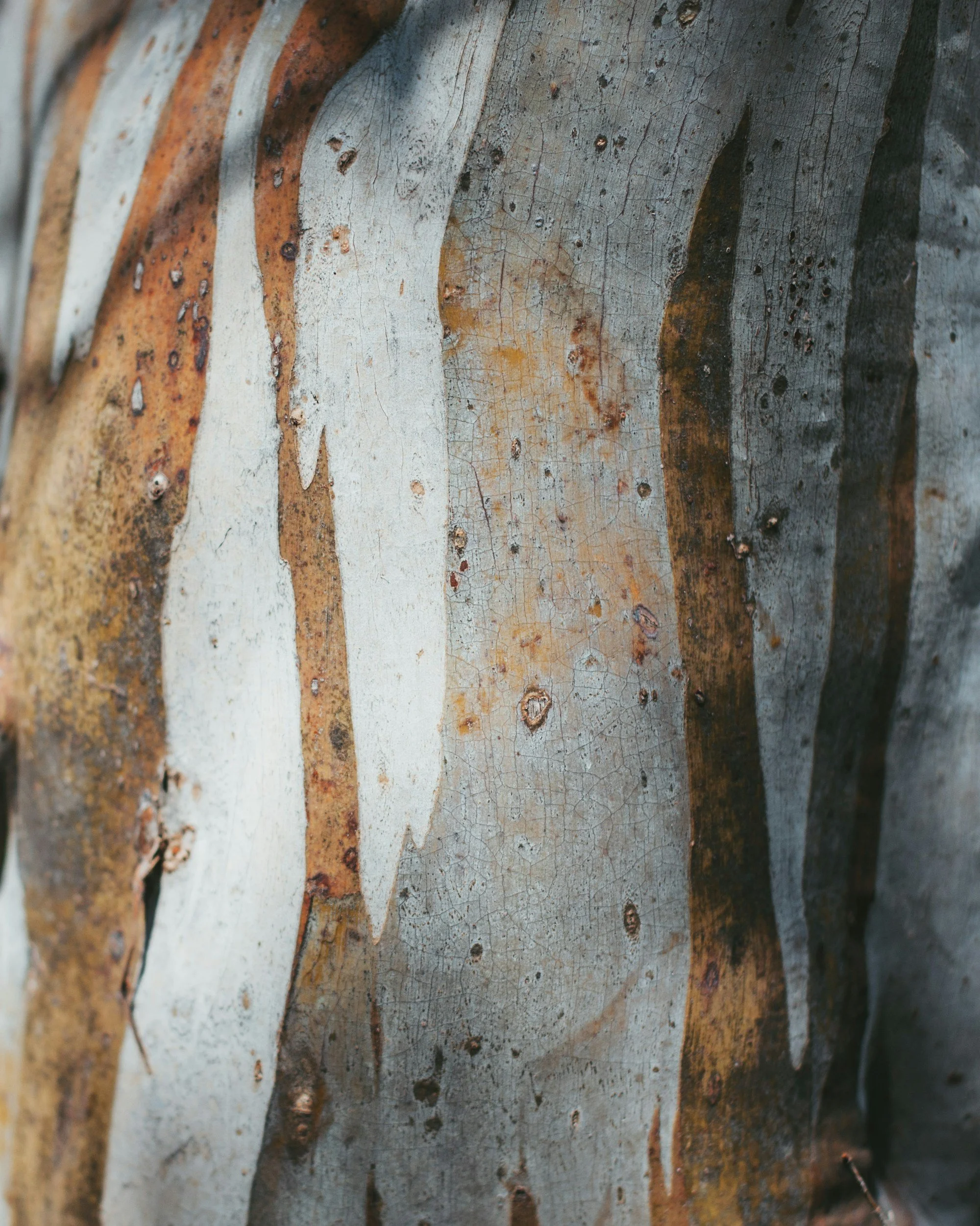 Close-up of textured, weathered snow gum tree in the Alpine region, North East Victoria. Gray, orange, and brown vertical layers