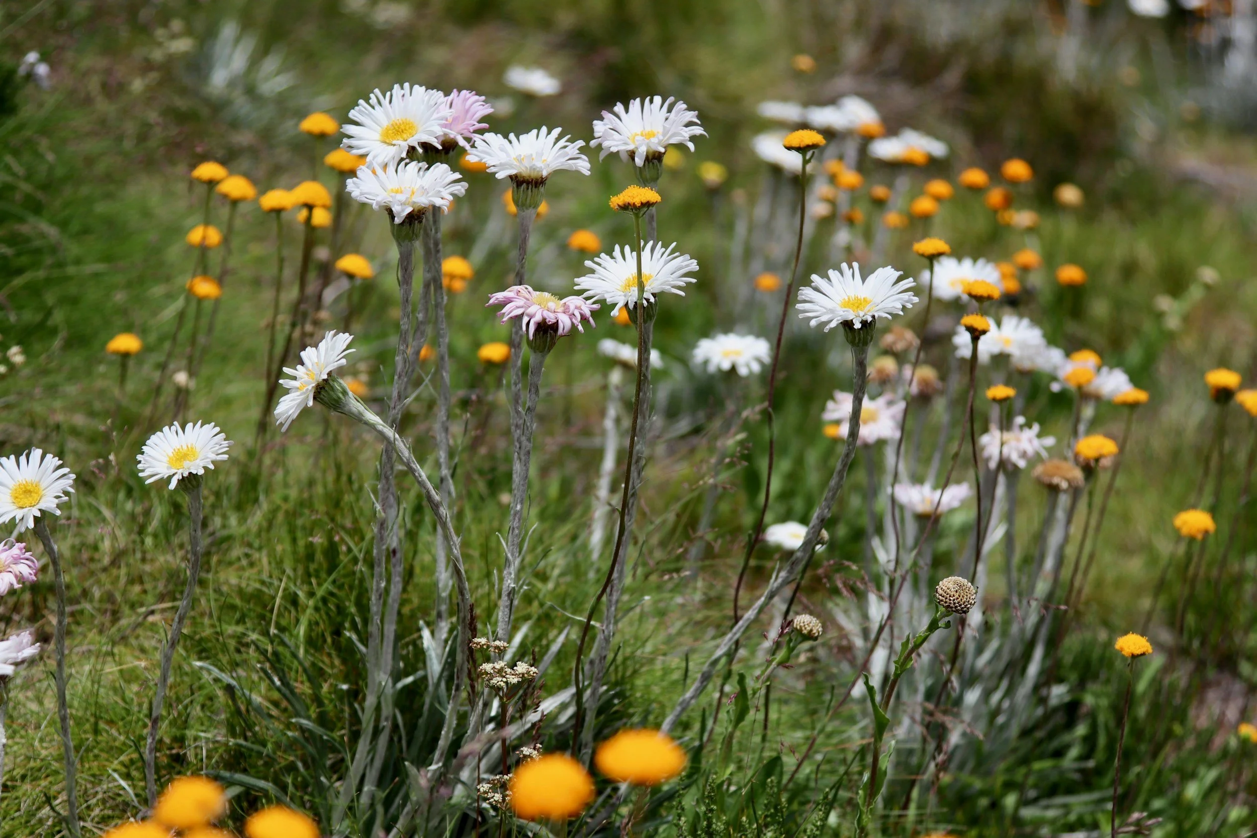 Wildflower meadow with white daisies and yellow button flowers