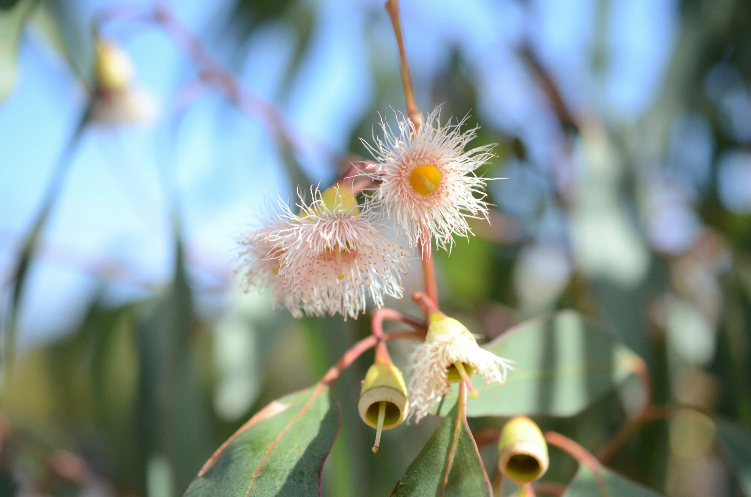 Close-up of white eucalyptus flowers with yellow centers and seed pods against blurred green foliage