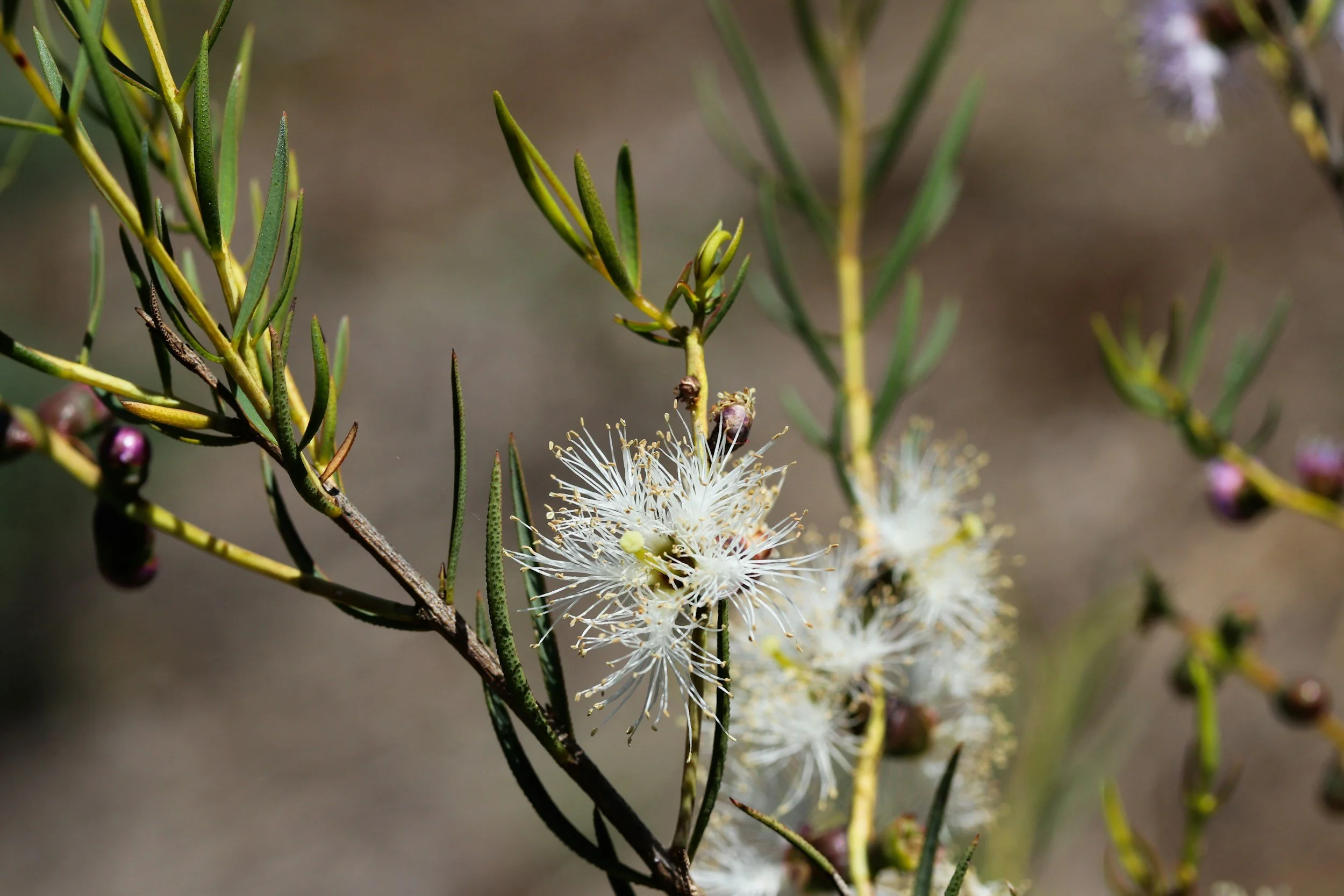 Close-up of white bottlebrush flowers, and narrow green leaves on a flowering shrub