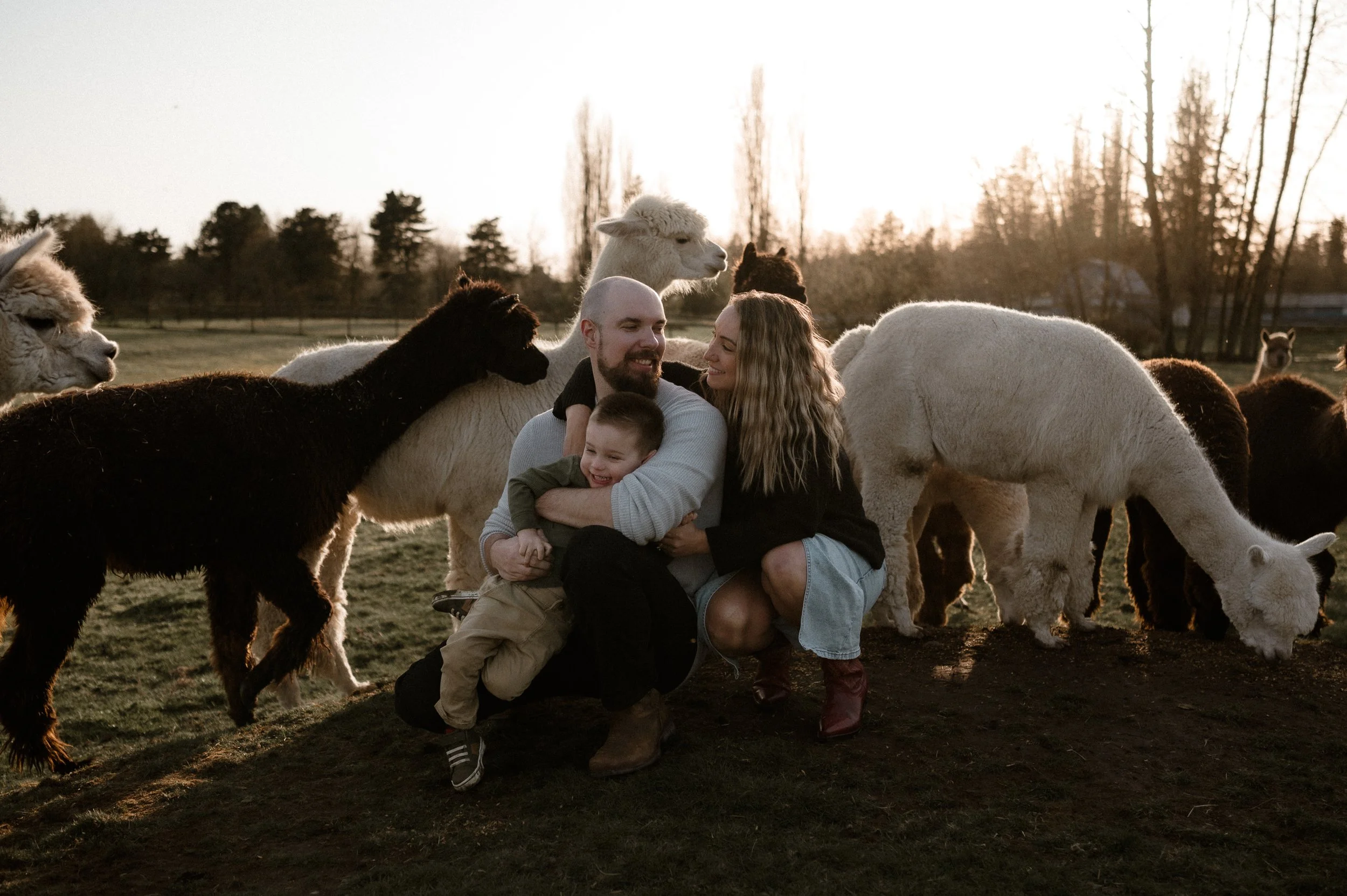 Antonia and Ryan of Messmer Meadows Photography enjoying a family portrait with their young son surrounded by alpacas at sunset in British Columbia.