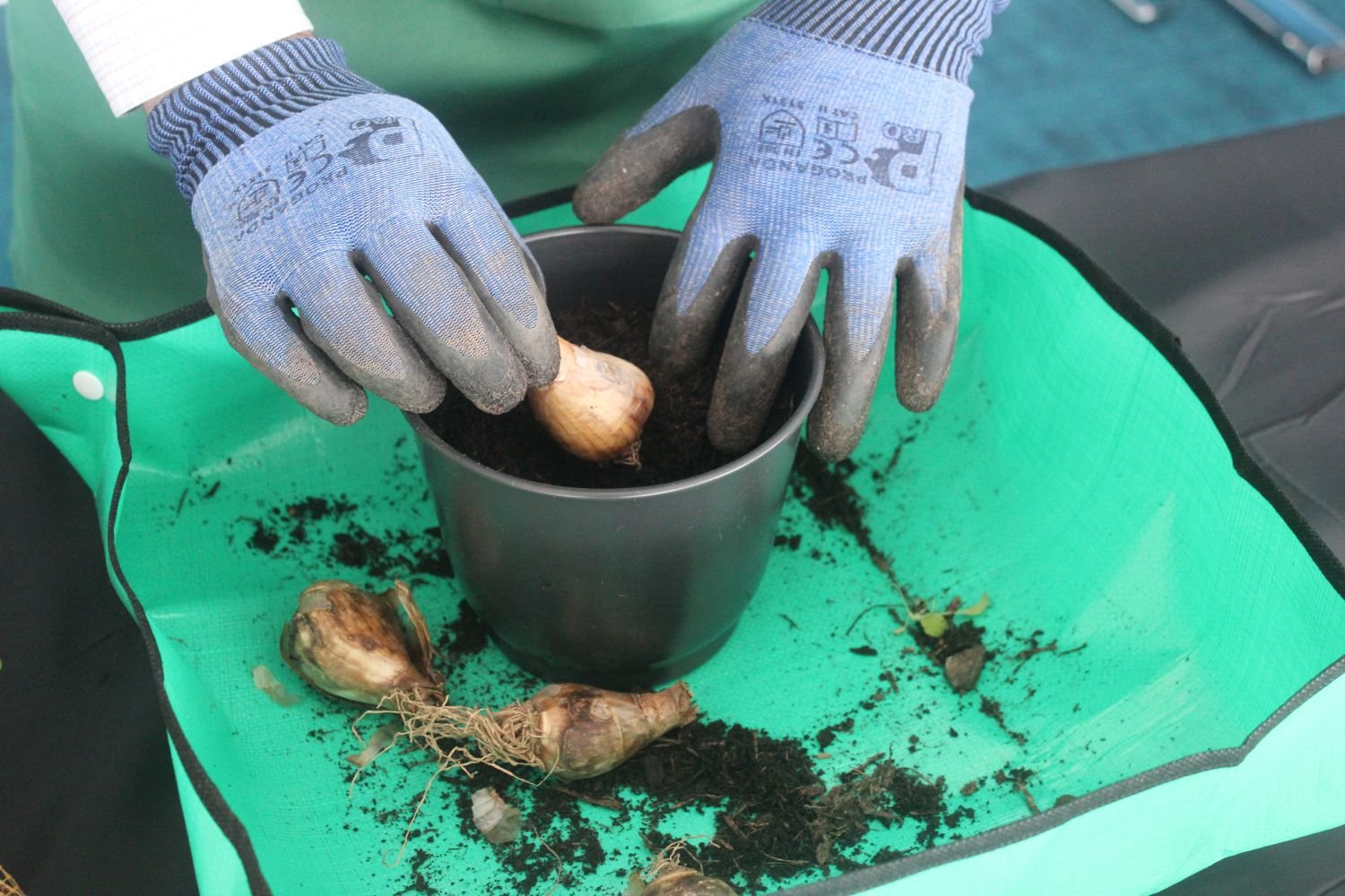 Someone putting a daffodil bulb in a pot