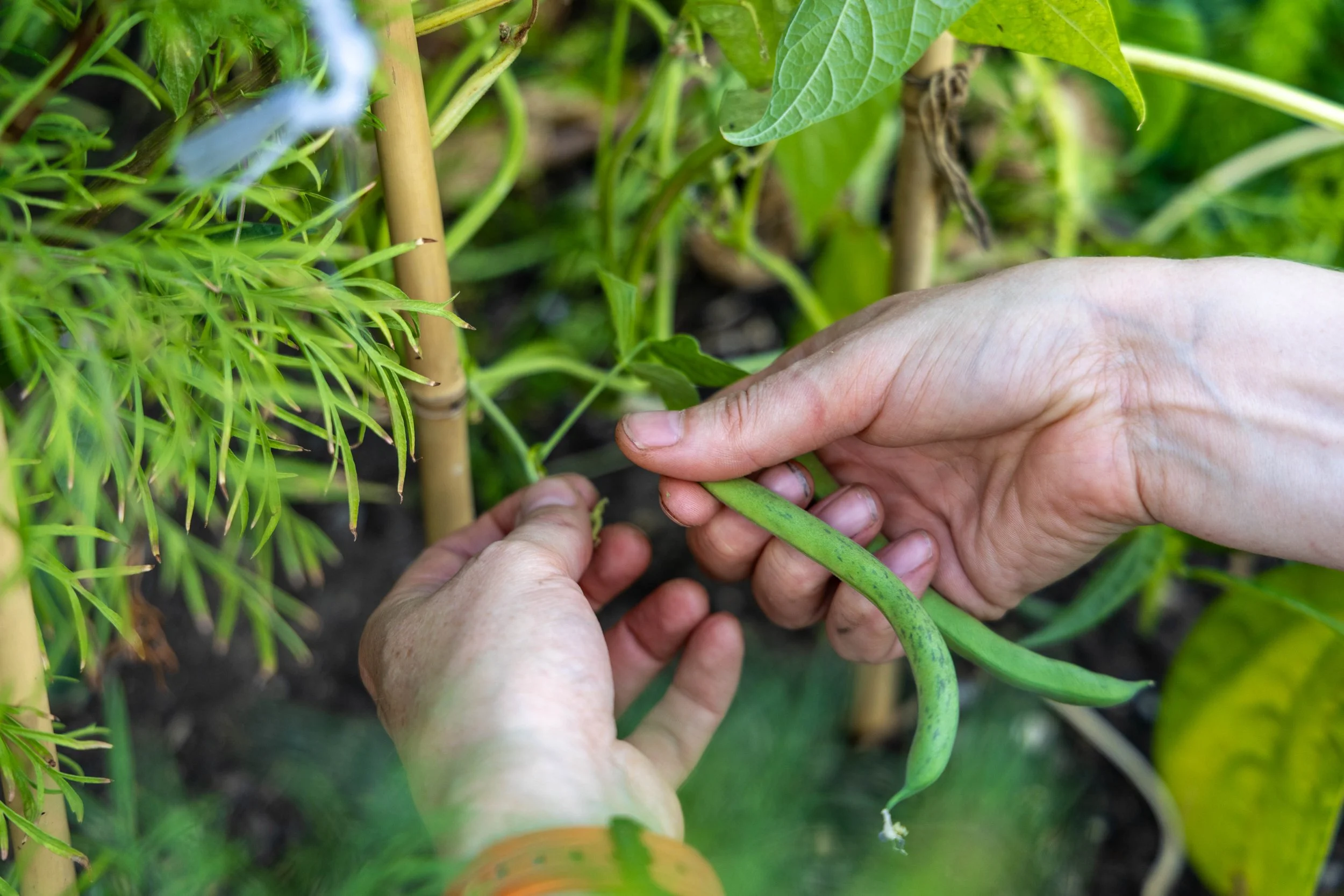 Hands harvesting green beans from a garden plant surrounded by foliage.