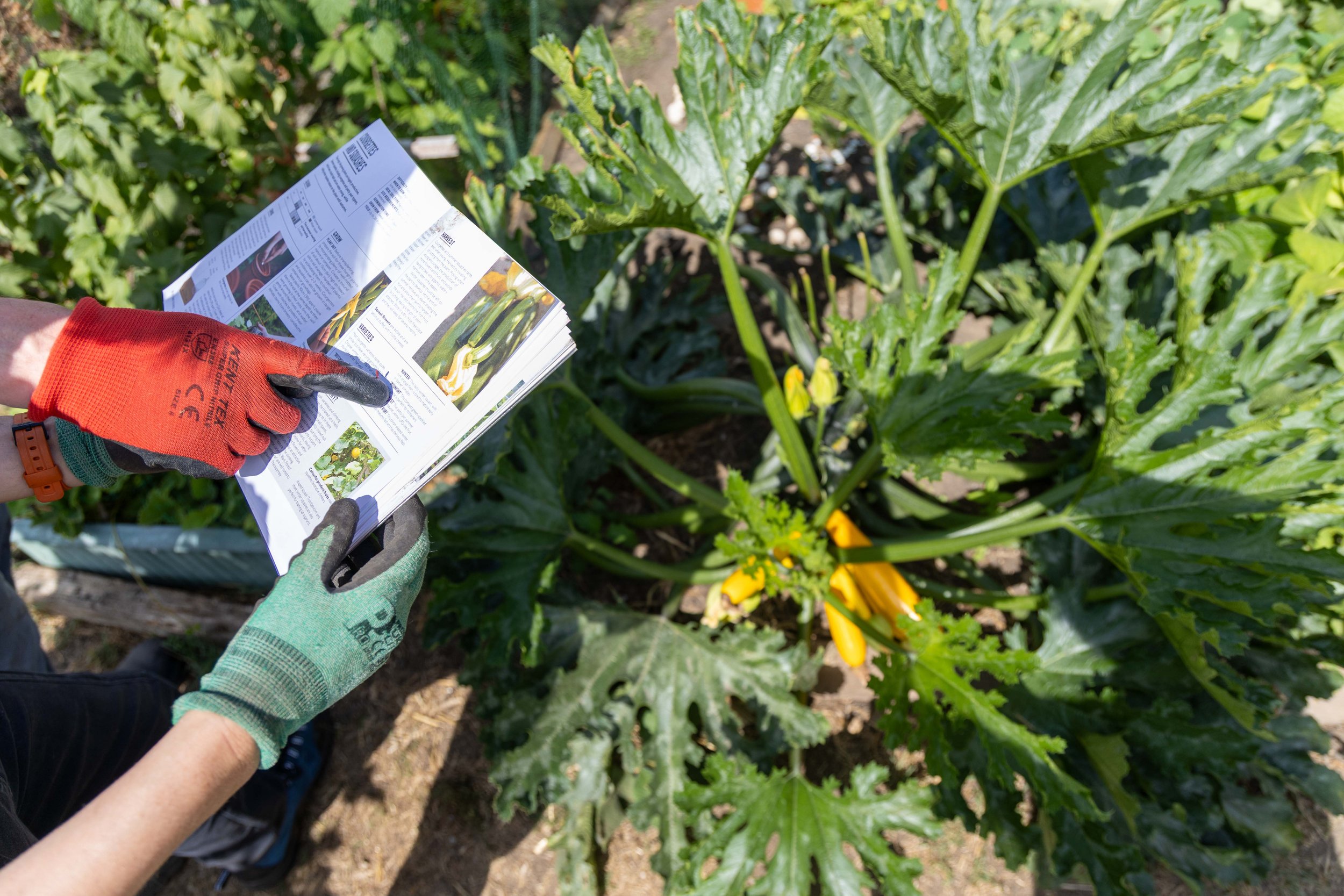 Two gardeners consulting a gardening guide and looking at yellow courgettes.