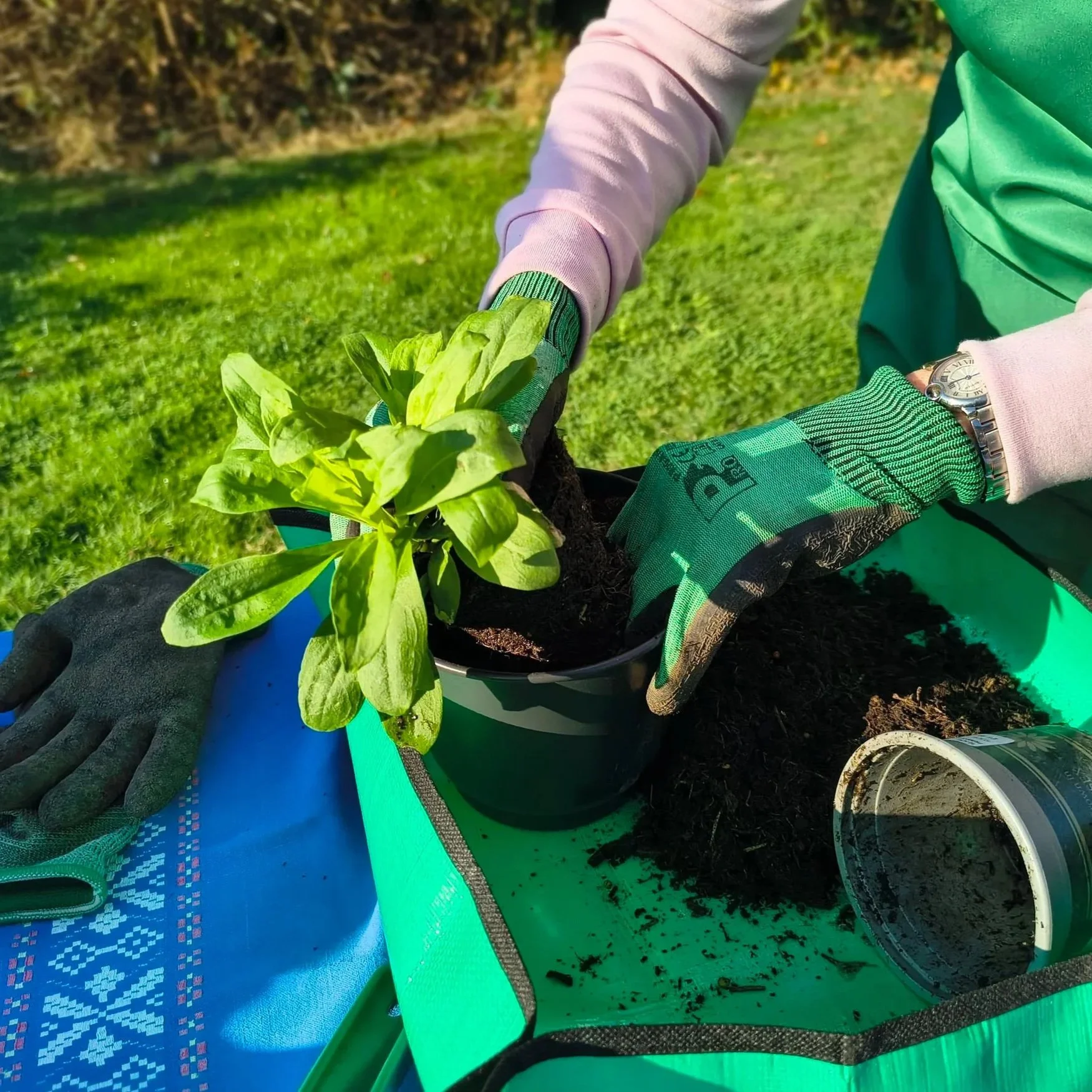 Someone in a garden potting up a sweet william plant at a table