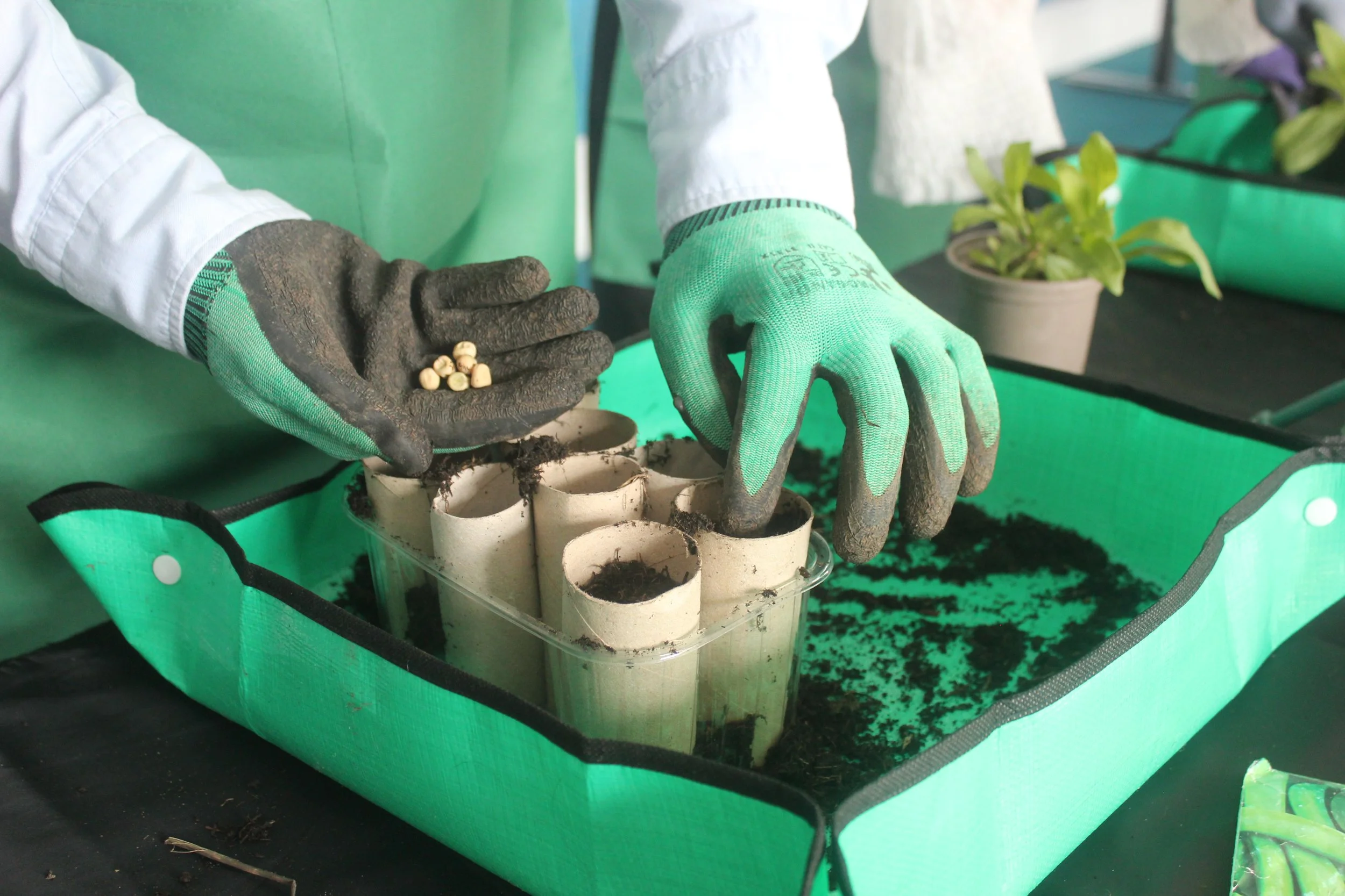 A close up of someone sowing peas at a table in an office