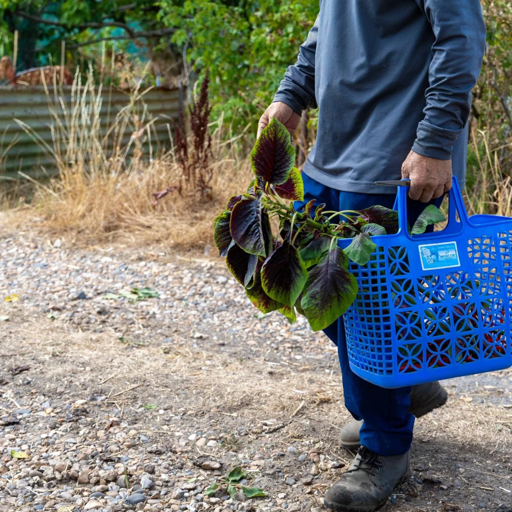A person carrying plants in a garden