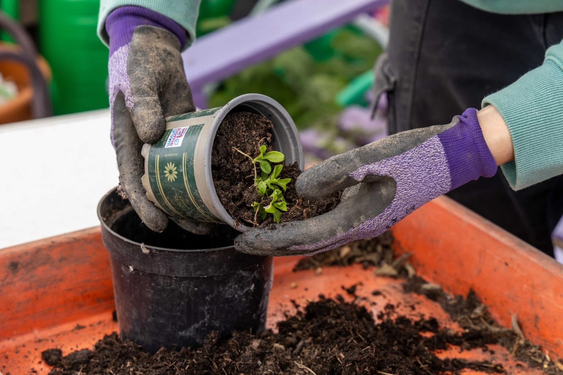 Someone potting a sweet william plant
