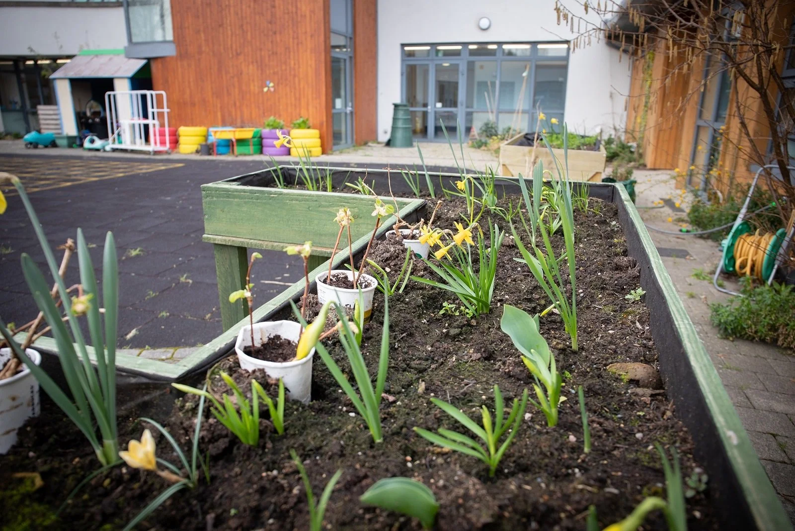 Daffodils grown by our pupils
