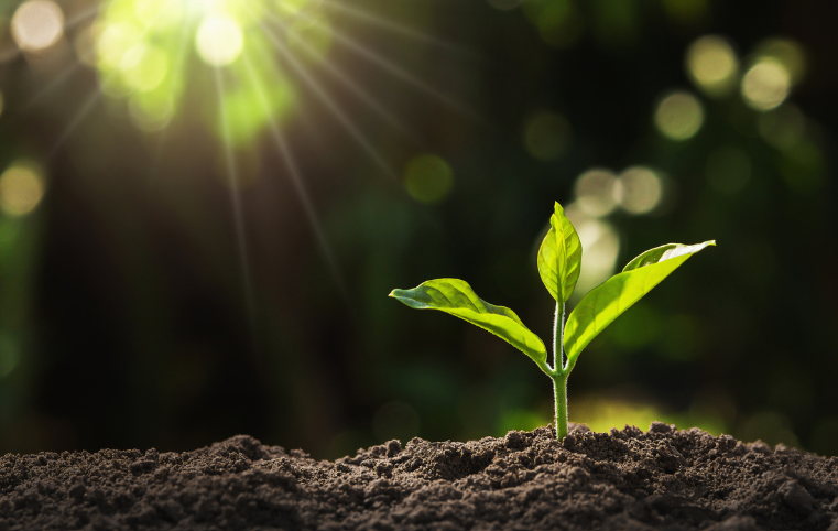 A small green plant sprouting from dark soil with sunlight and bokeh background.