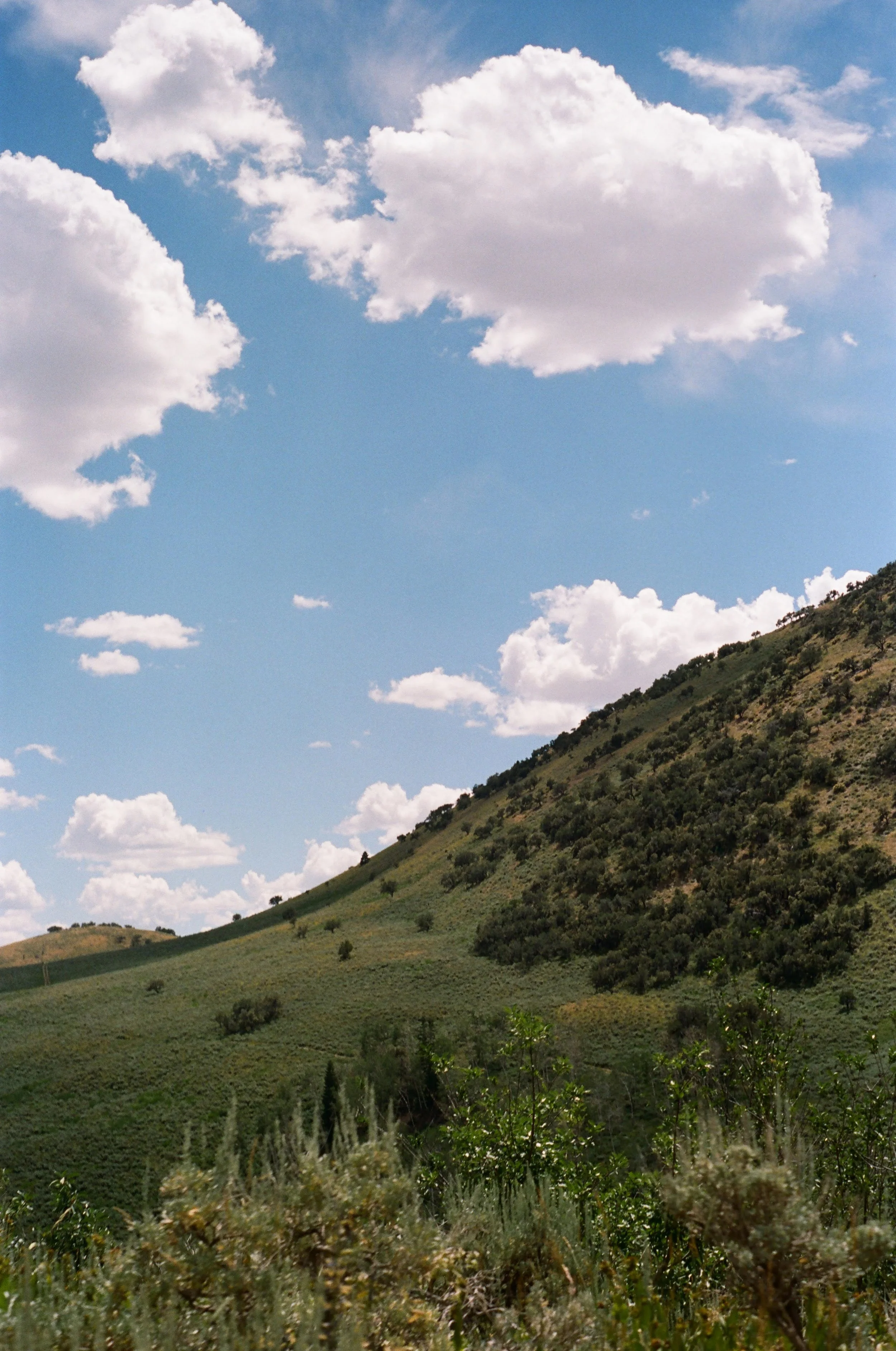 A hillside landscape with green vegetation and small trees under a partly cloudy sky.