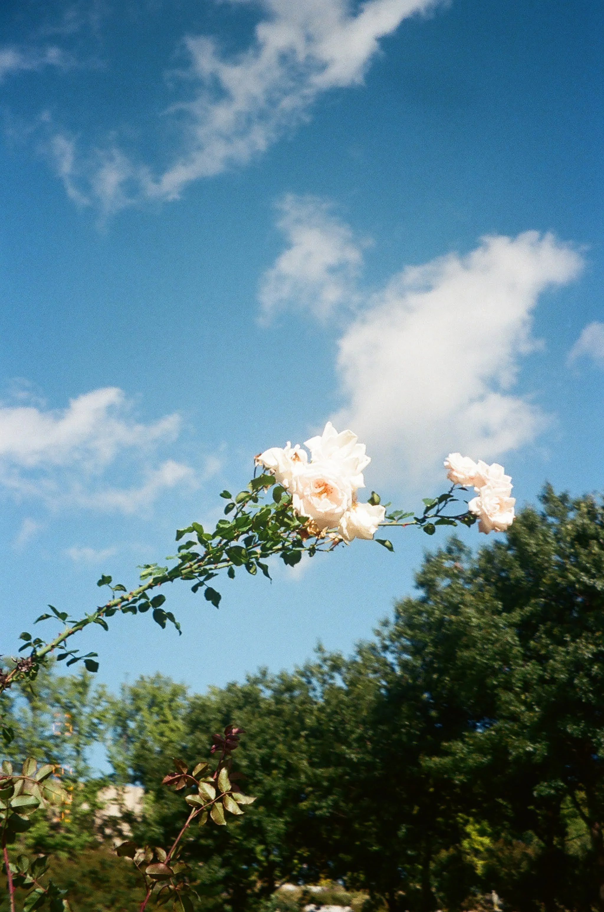 Flowers blooming on a branch against a bright blue sky with clouds and green trees in the background.