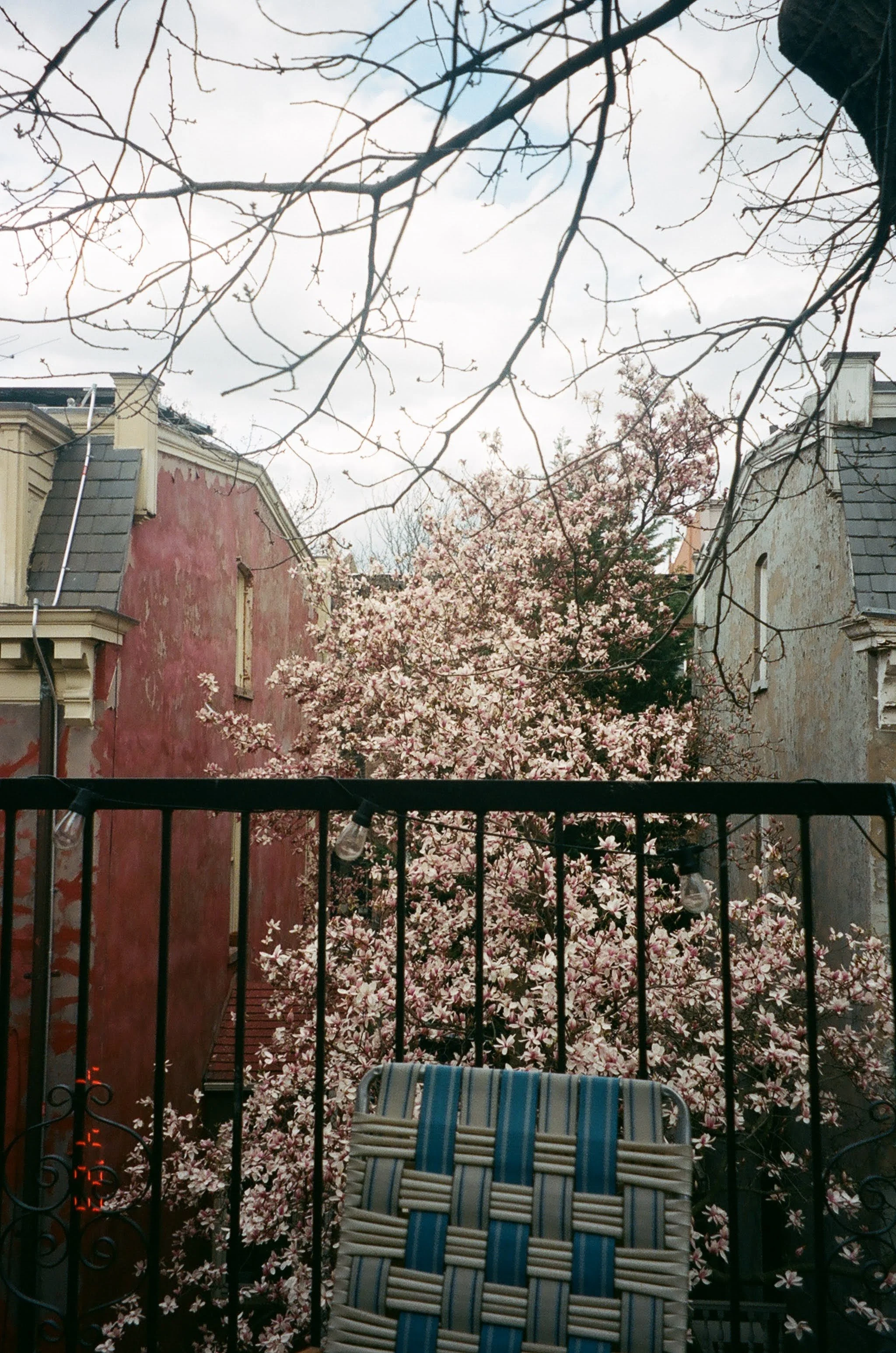 View of a balcony with black iron railing, string lights, and a blue striped chair in the foreground. Behind the railing, there is a blooming pink and white magnolia tree, surrounded by two buildings with worn, pale-colored facades and gray roofs. Ba