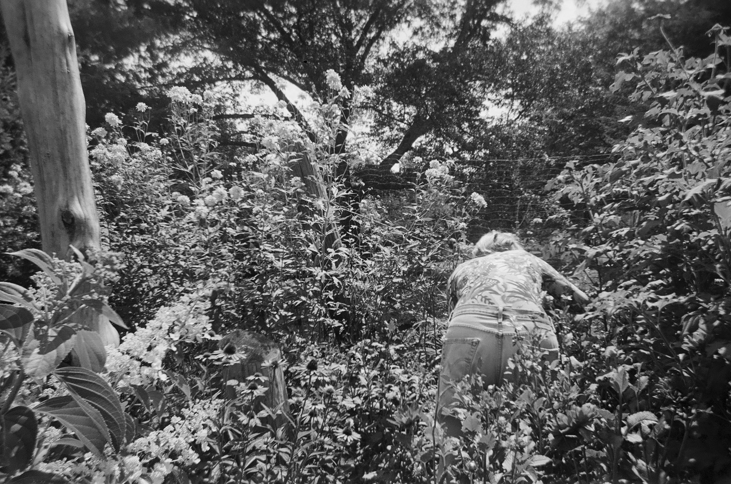 Person bending over in a garden surrounded by various plants and flowering bushes, with trees in the background.