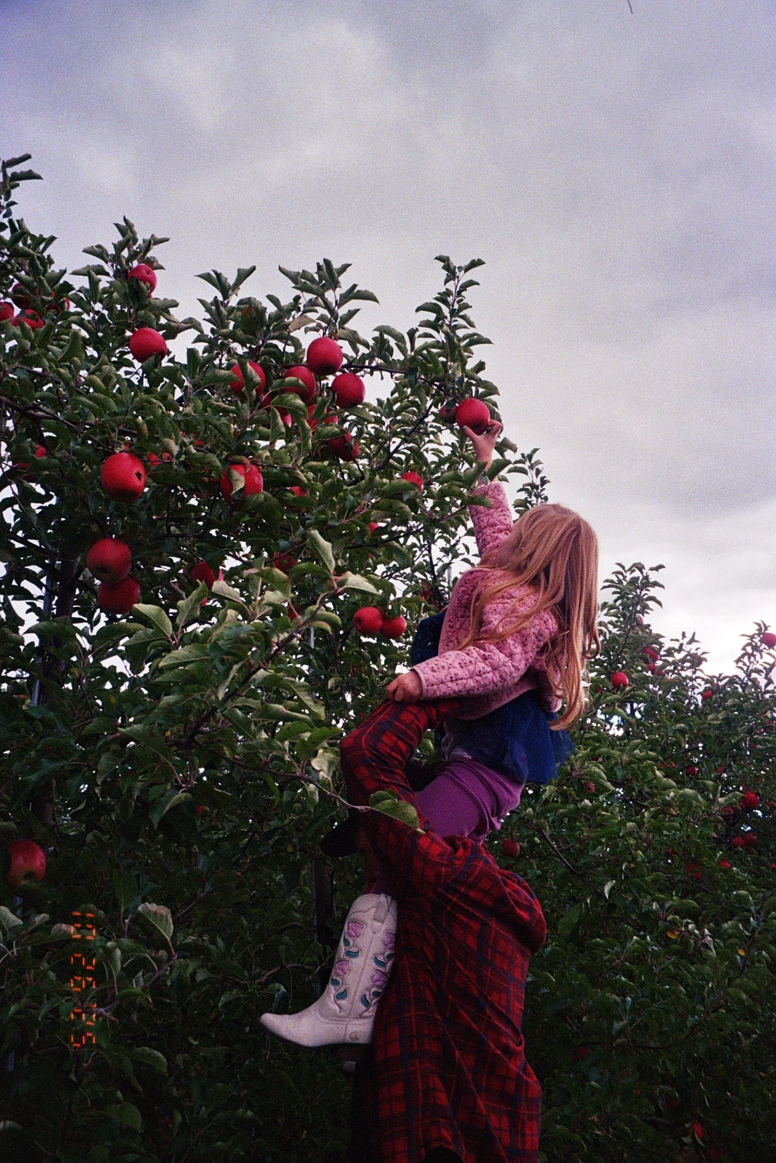 A person with long hair and a pink jacket is carrying a child in a pink jacket and white boots on their shoulders in an apple orchard, reaching for apples on the tree. The sky is cloudy.