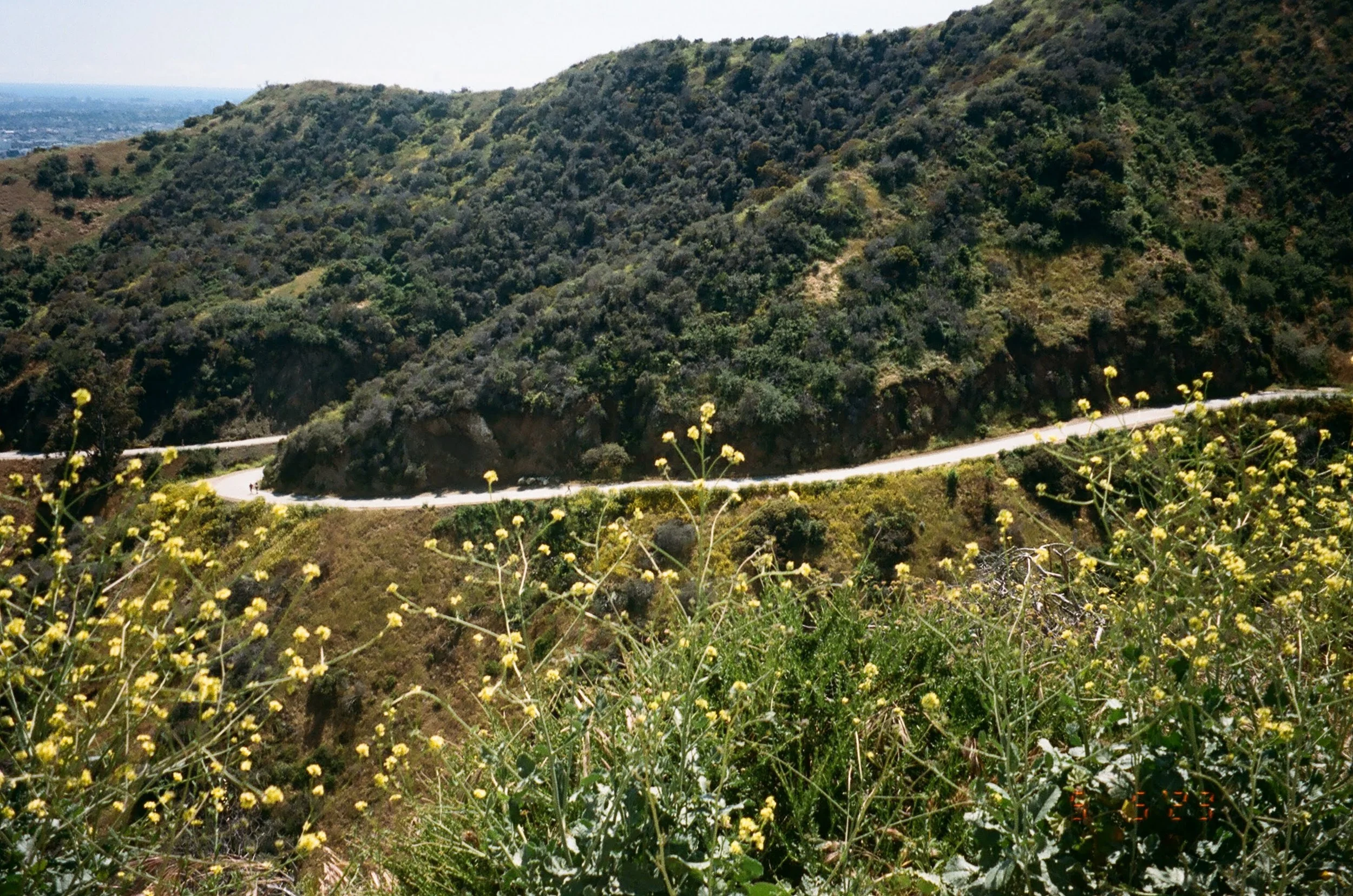 Hilly landscape with dense green vegetation, winding road, and yellow flowers in the foreground.