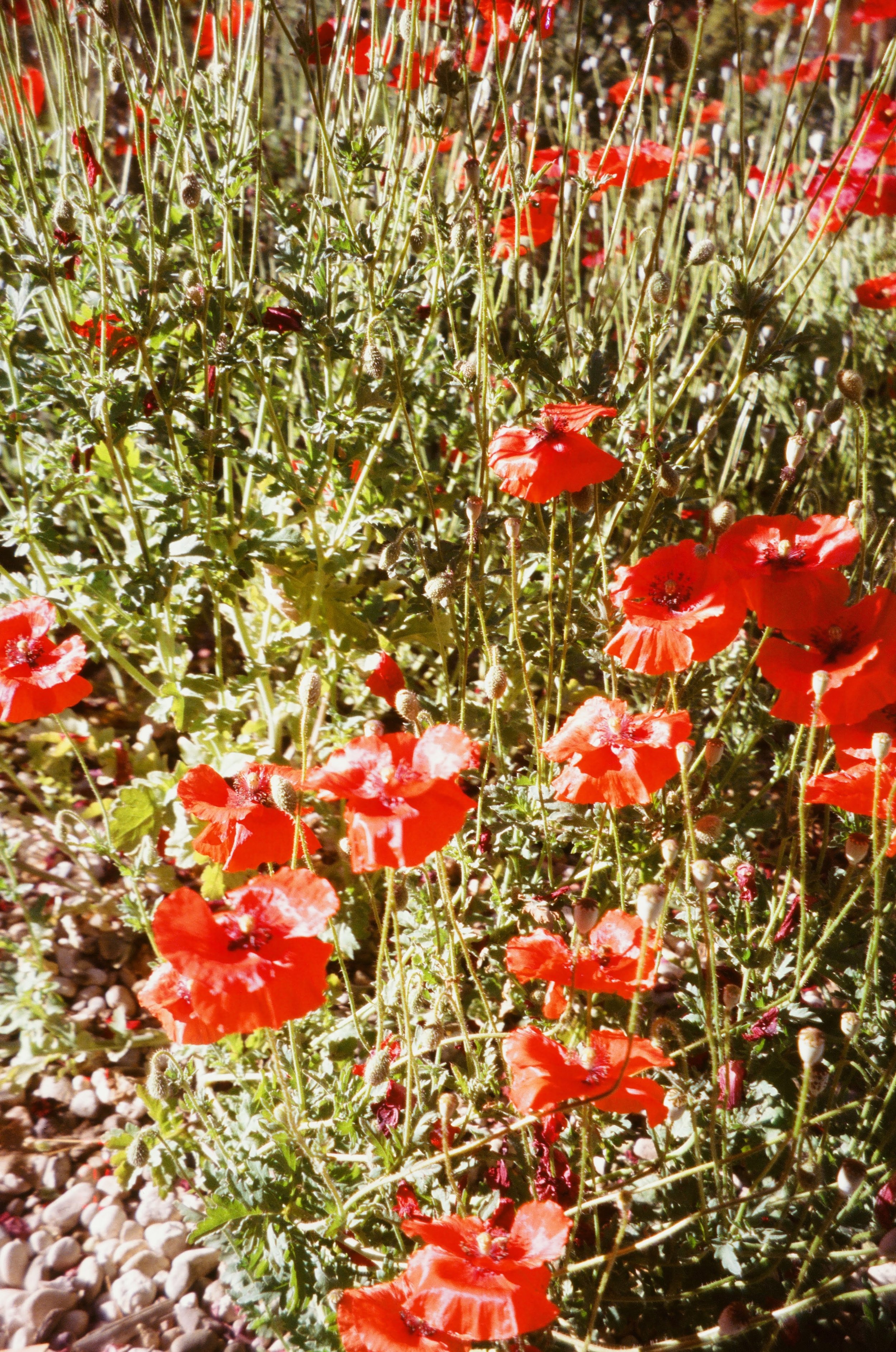 A dense patch of red poppy flowers with green stems and leaves, growing among small white rocks.