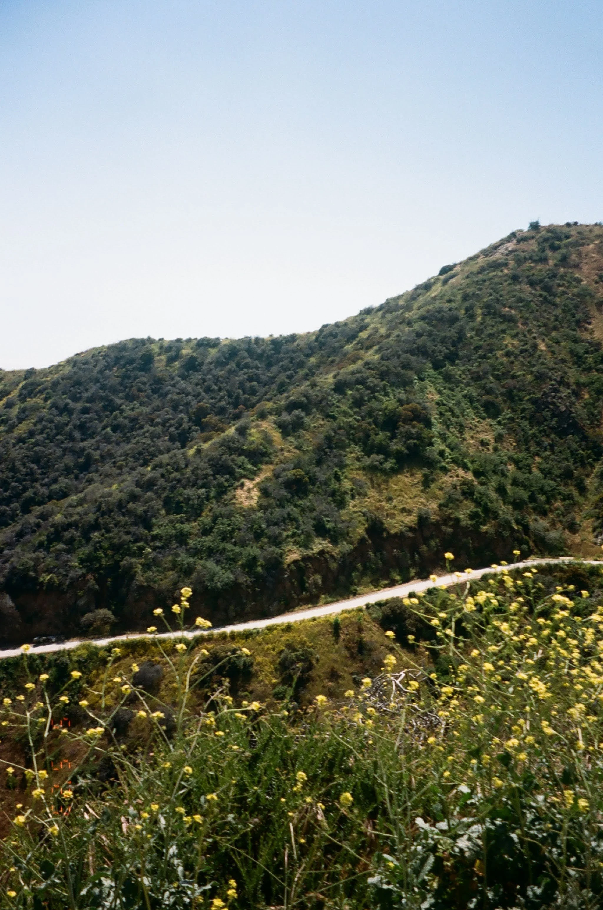 A hillside covered with trees and vegetation, a winding road with yellow flowers along the side, and a clear blue sky.