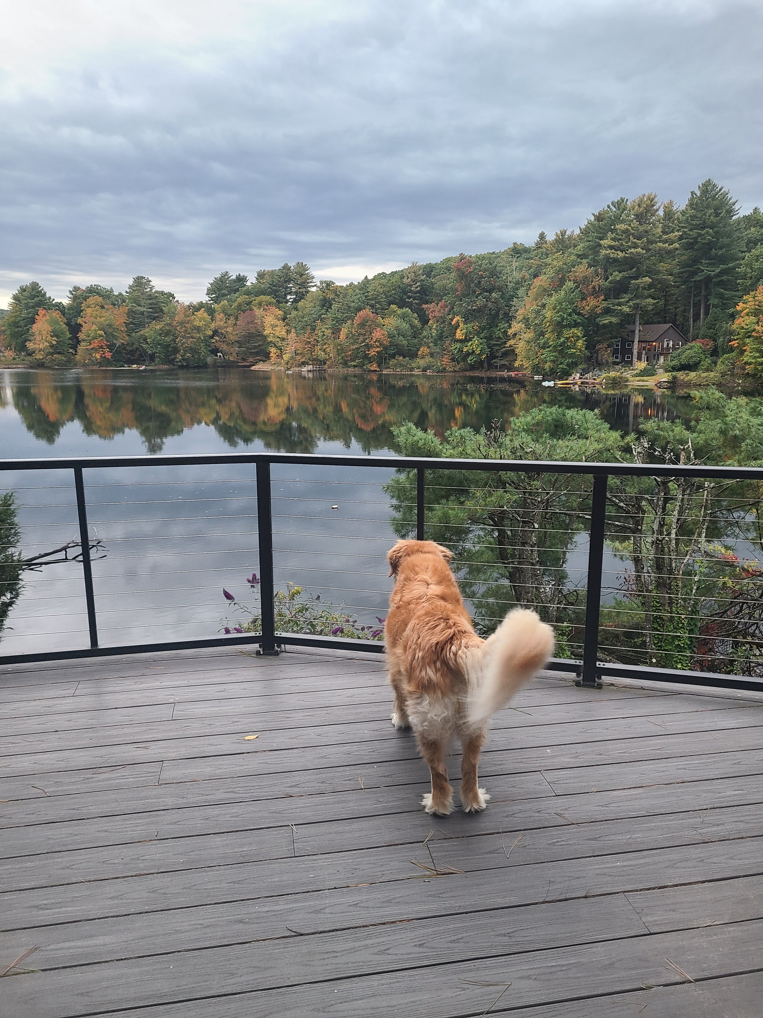 A golden retriever dog on a wooden deck overlooking a calm lake with reflection of trees, houses, and a cloudy sky, during fall.