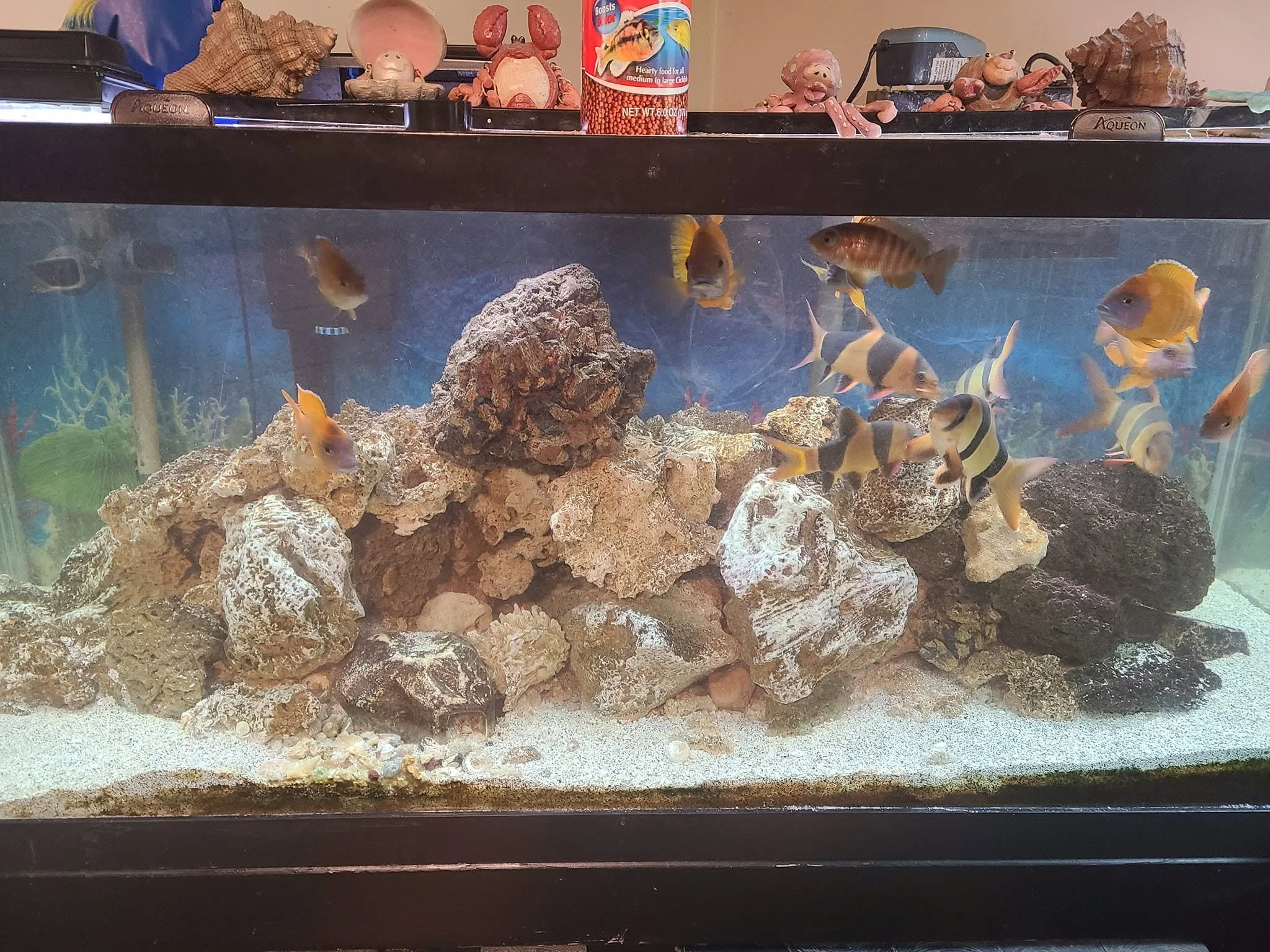 A fish tank with various colorful fish swimming among rocks and coral decorations at the bottom. The tank is covered with a black lid, and there are decorative items and a can of fish food on top.