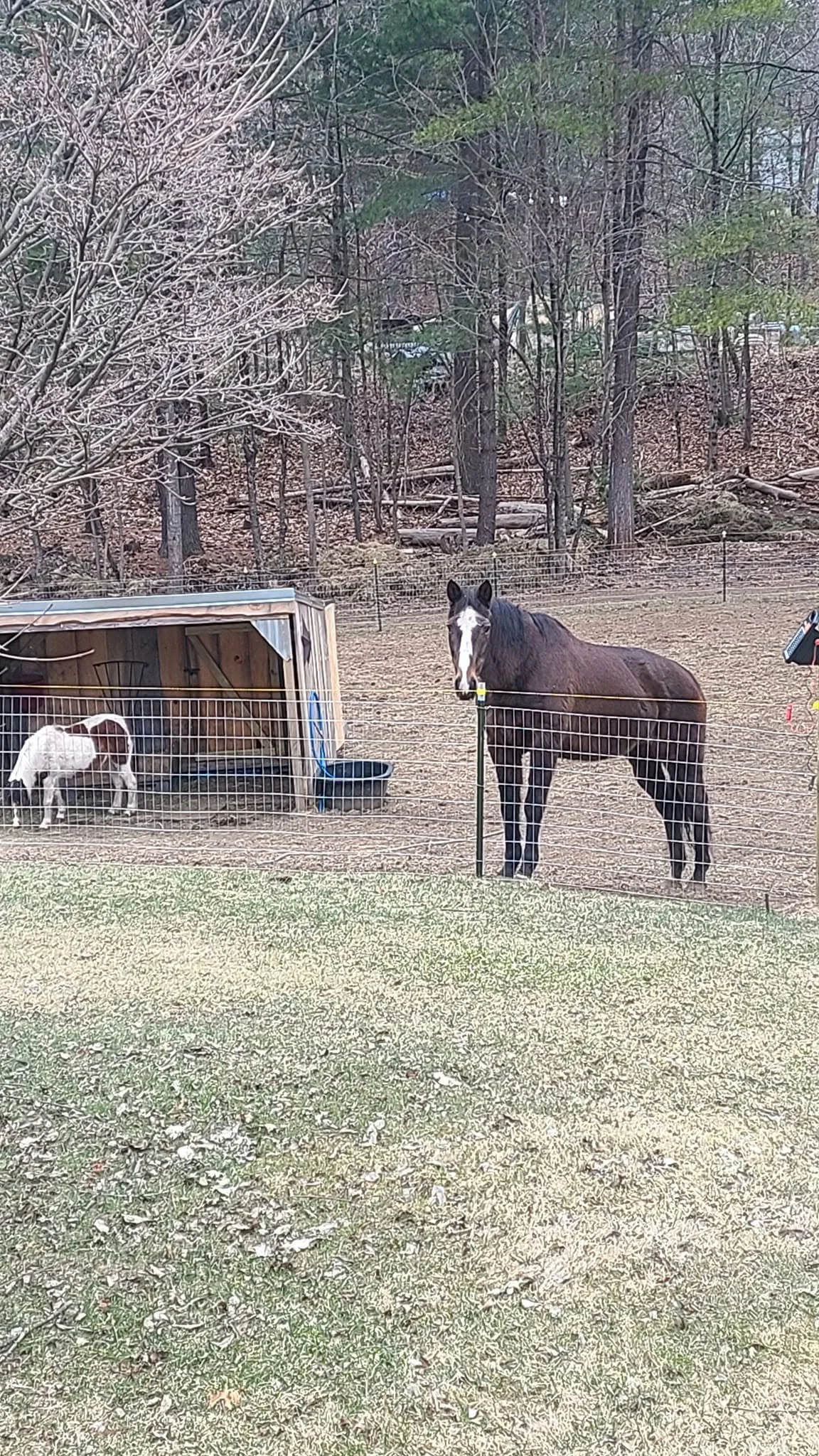 A black horse standing inside a fenced area with a small dog near a doghouse and a large tree in the background.