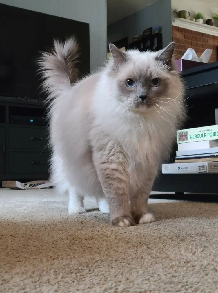 Long-haired Himalayan cat with blue eyes standing on beige carpet in a living room.