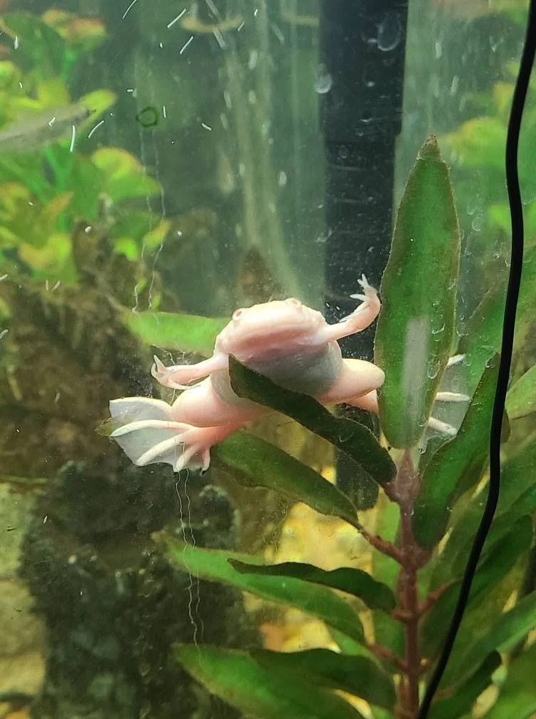 A small, pink axolotl salamander with a black stripe on its back, perched on a green leaf inside a terrarium with plants and moisture.