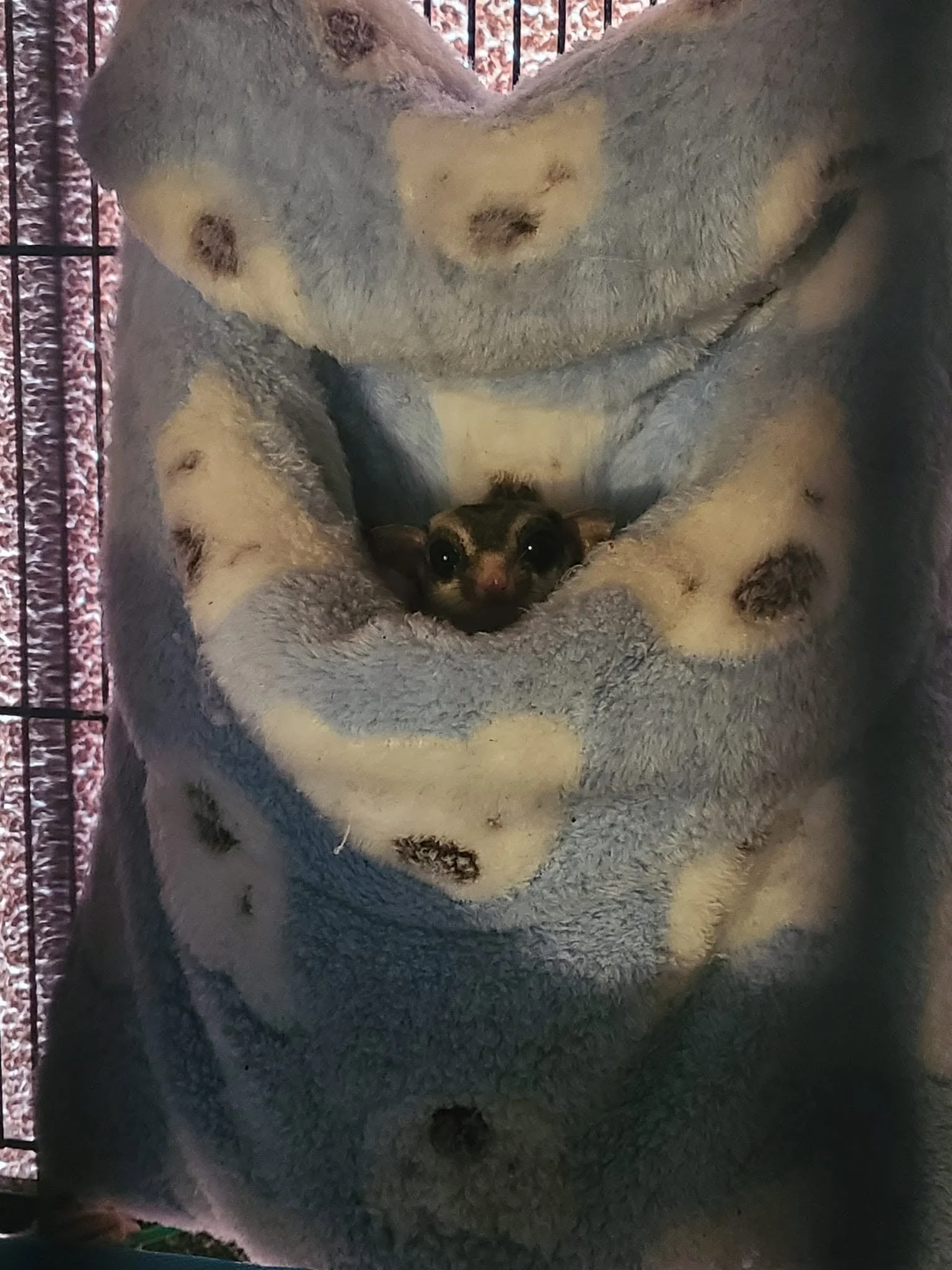A sugar glider nestled in the paws of a gray and white plush owl toy.