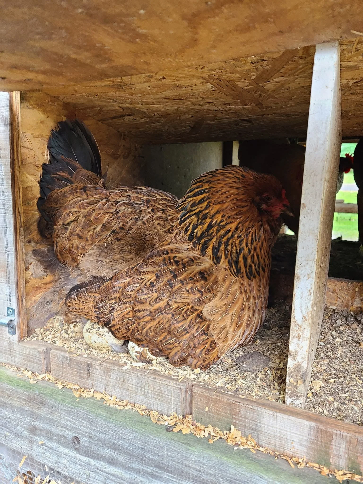 Two brown and black hens inside a wooden henhouse with wood shavings on the ground.