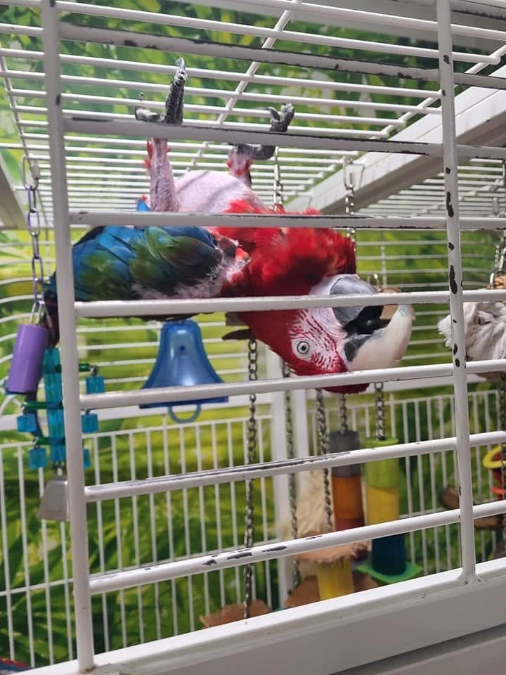 A colorful parrot hanging upside down inside a cage with green foliage visible outside.