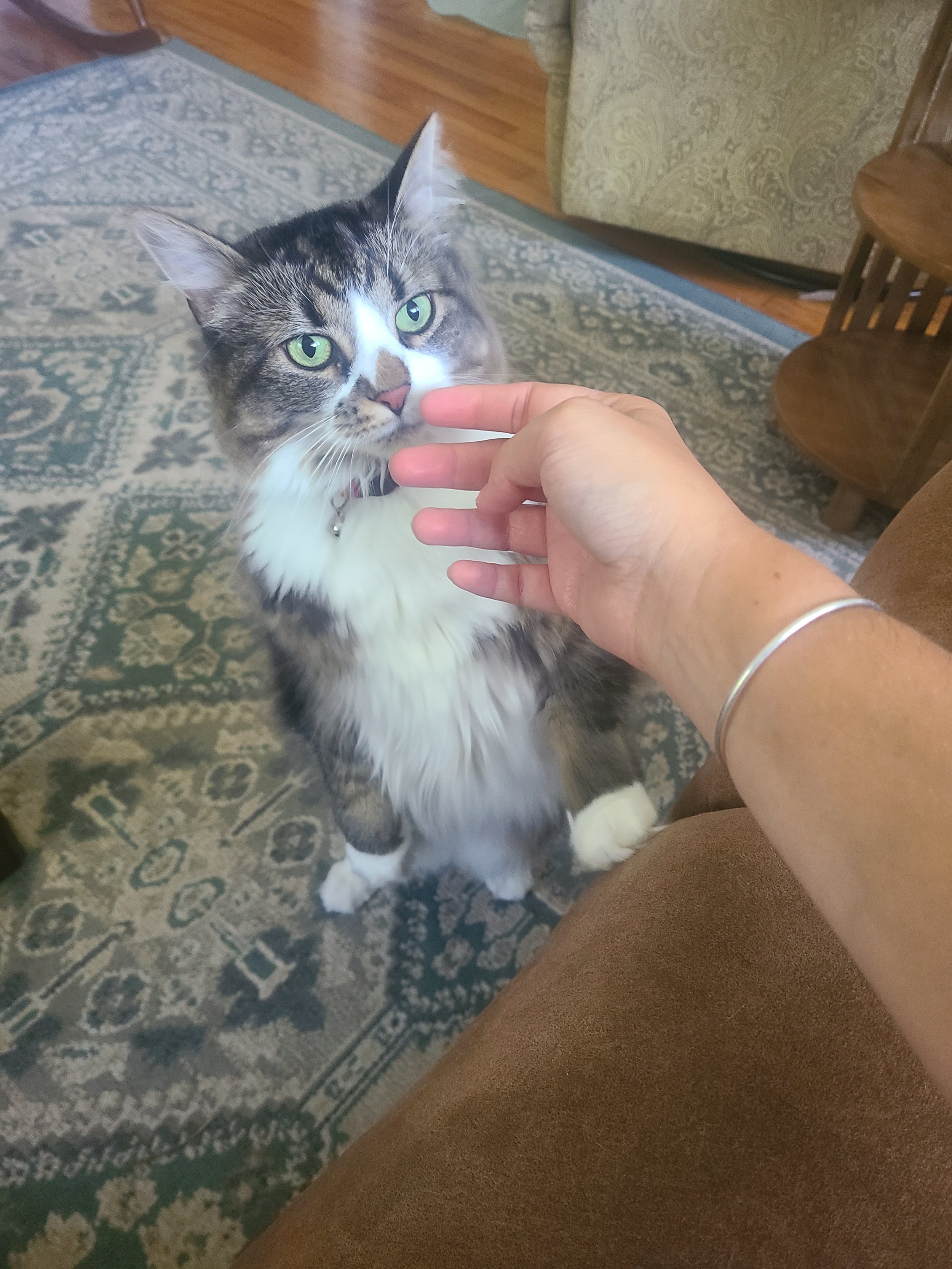 A person is reaching out to pet a gray and white tabby cat with green eyes in a living room with a patterned rug and wooden furniture.