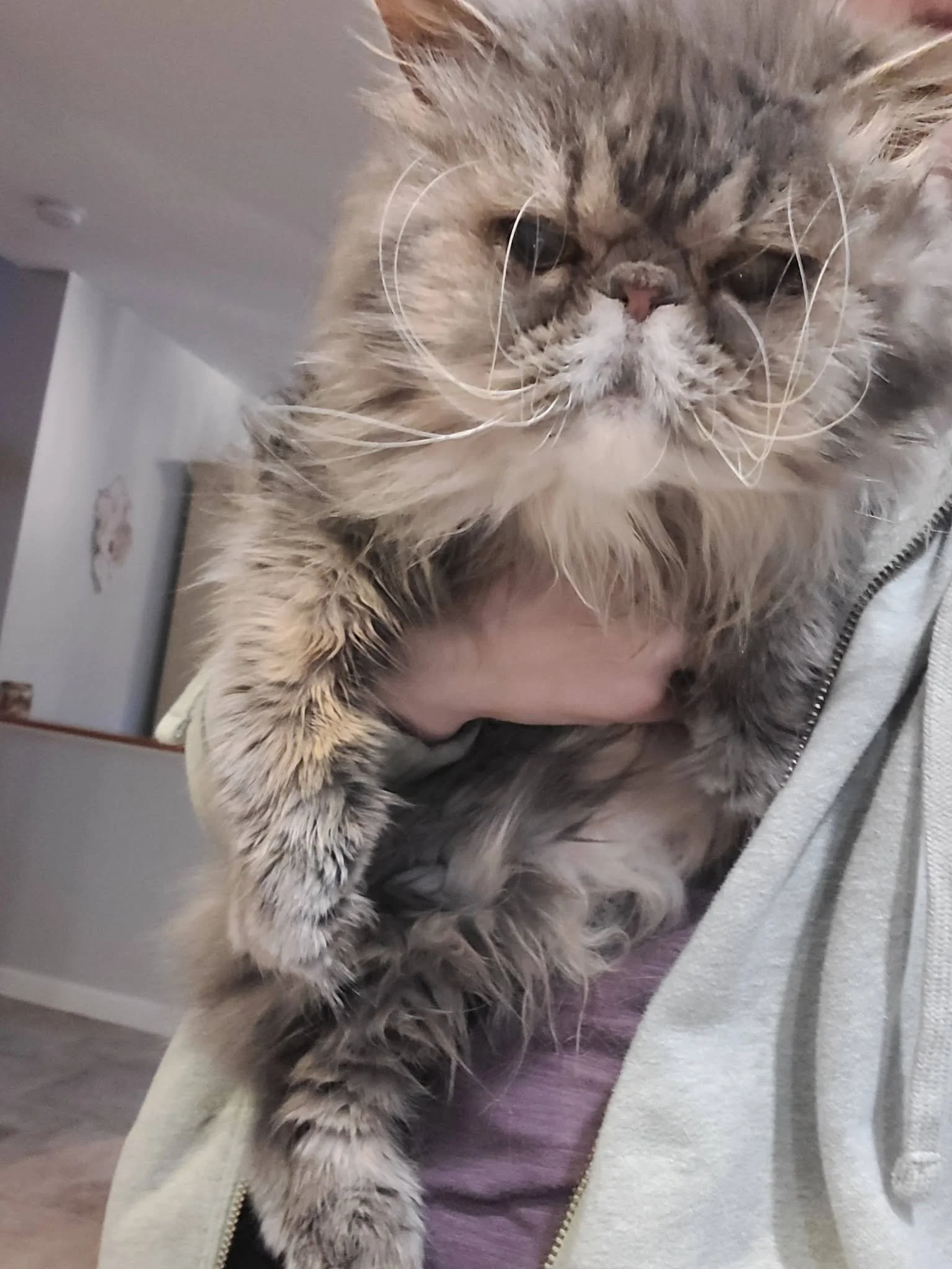 Close-up of a fluffy long-haired cat with light brown, beige, and gray fur resting on a person's shoulder, who is wearing a purple shirt and gray hoodie.