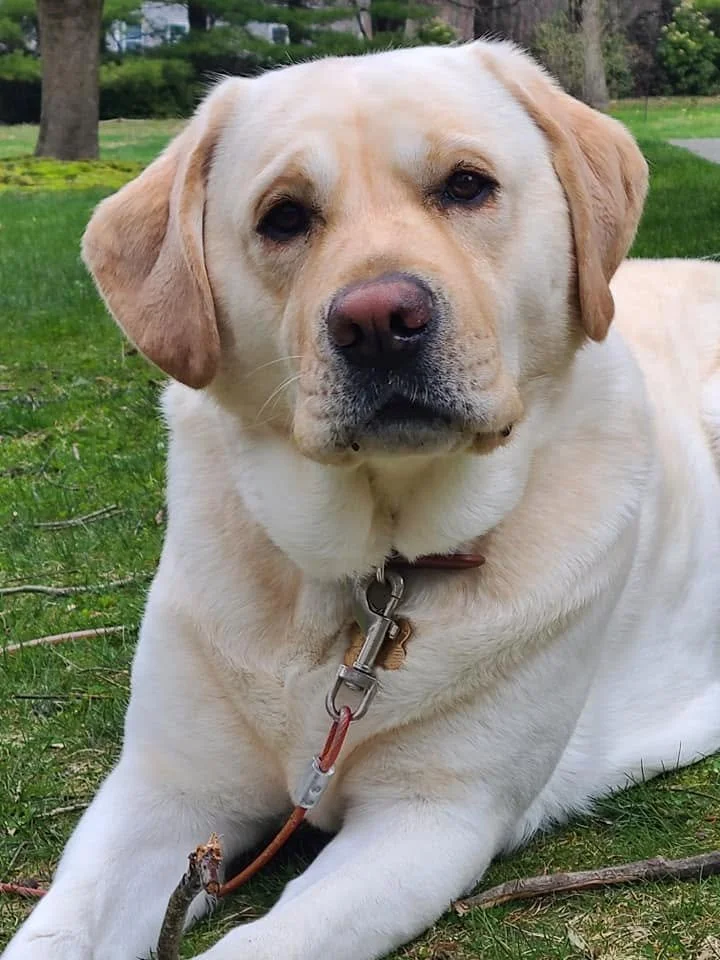 A Labrador retriever lying on the grass outdoors, facing the camera.