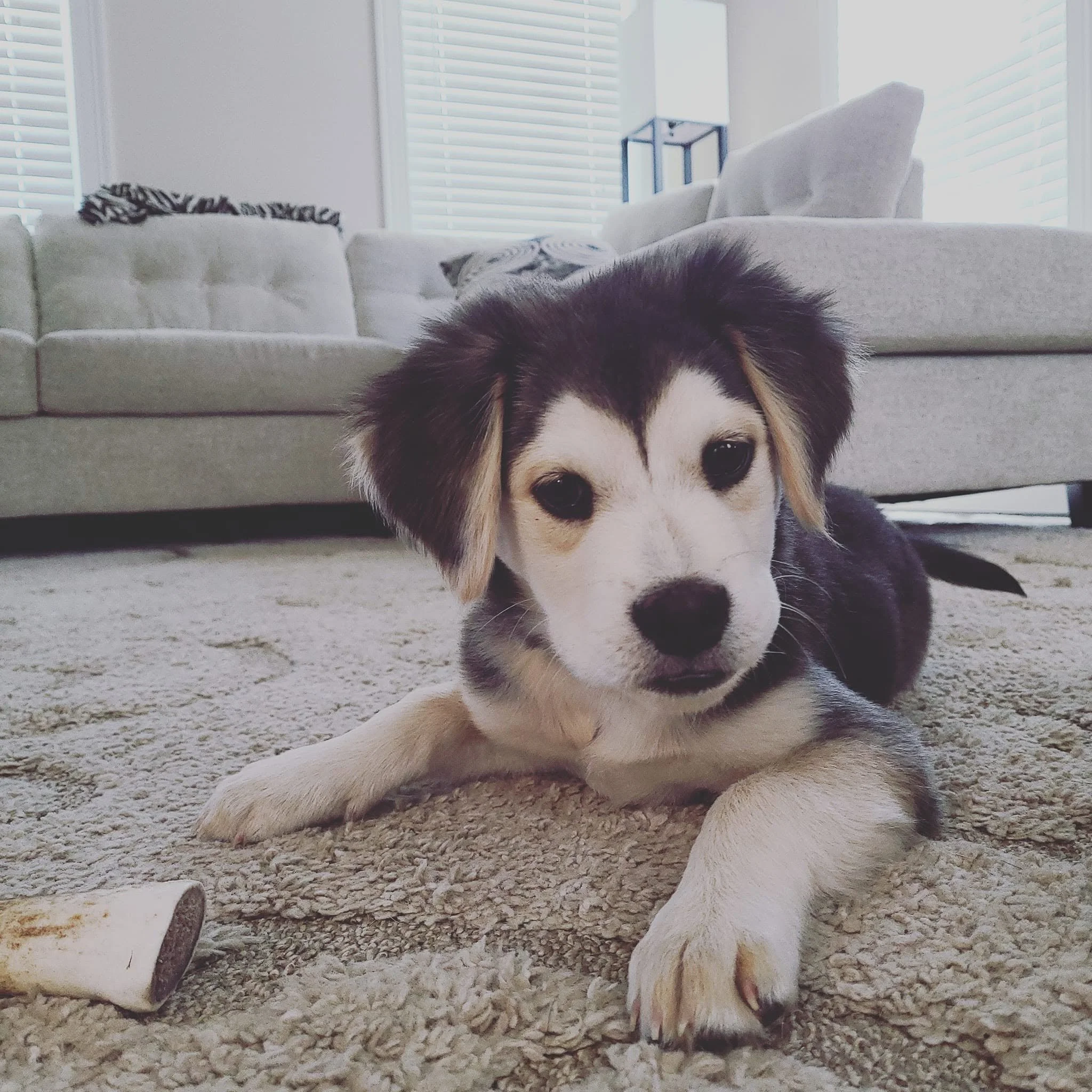A fluffy puppy with black and white fur lying on a carpeted floor in a room with white curtains and a beige couch in the background.