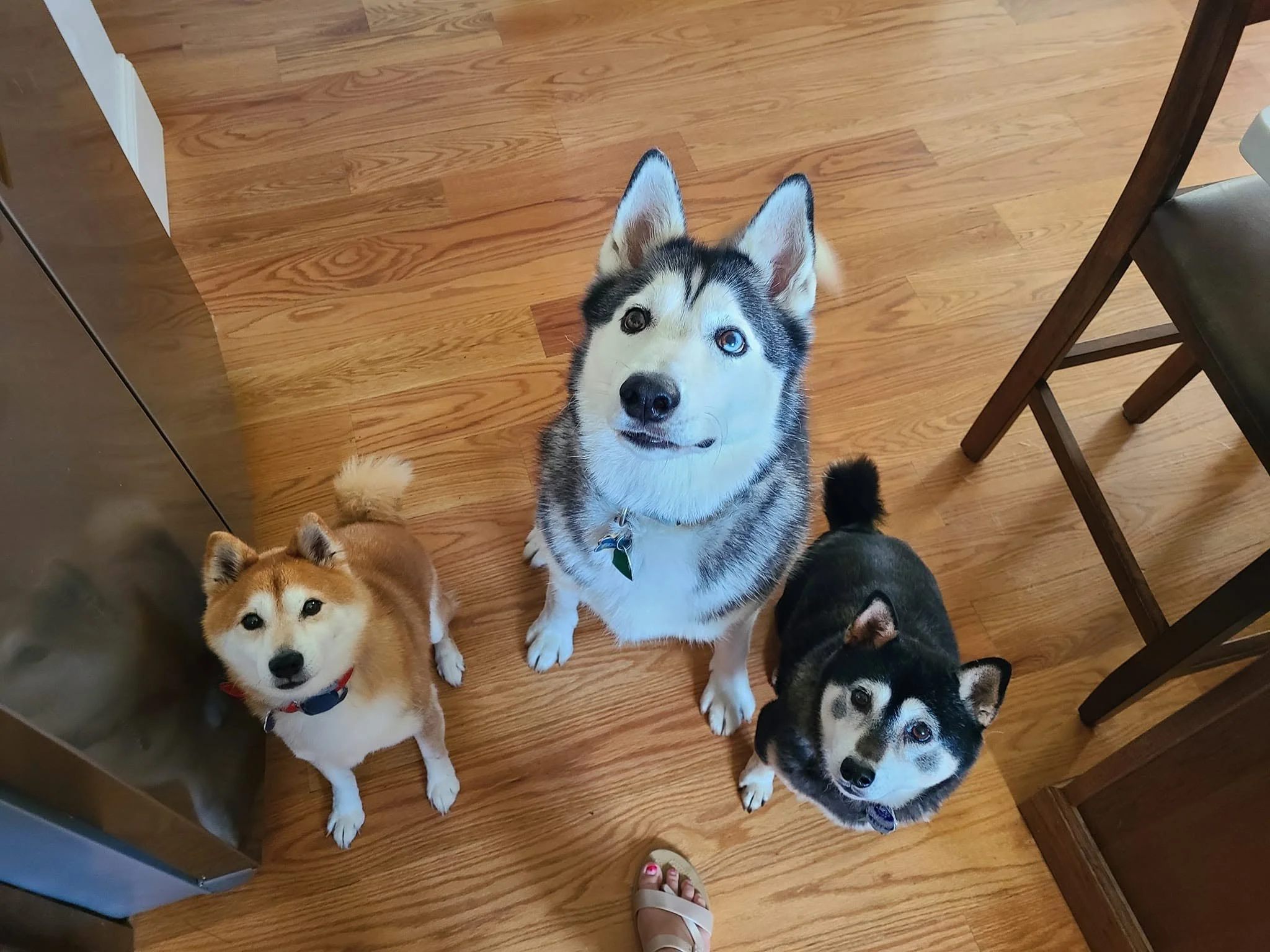 Four dogs looking up at the camera, on a wooden floor inside a house.