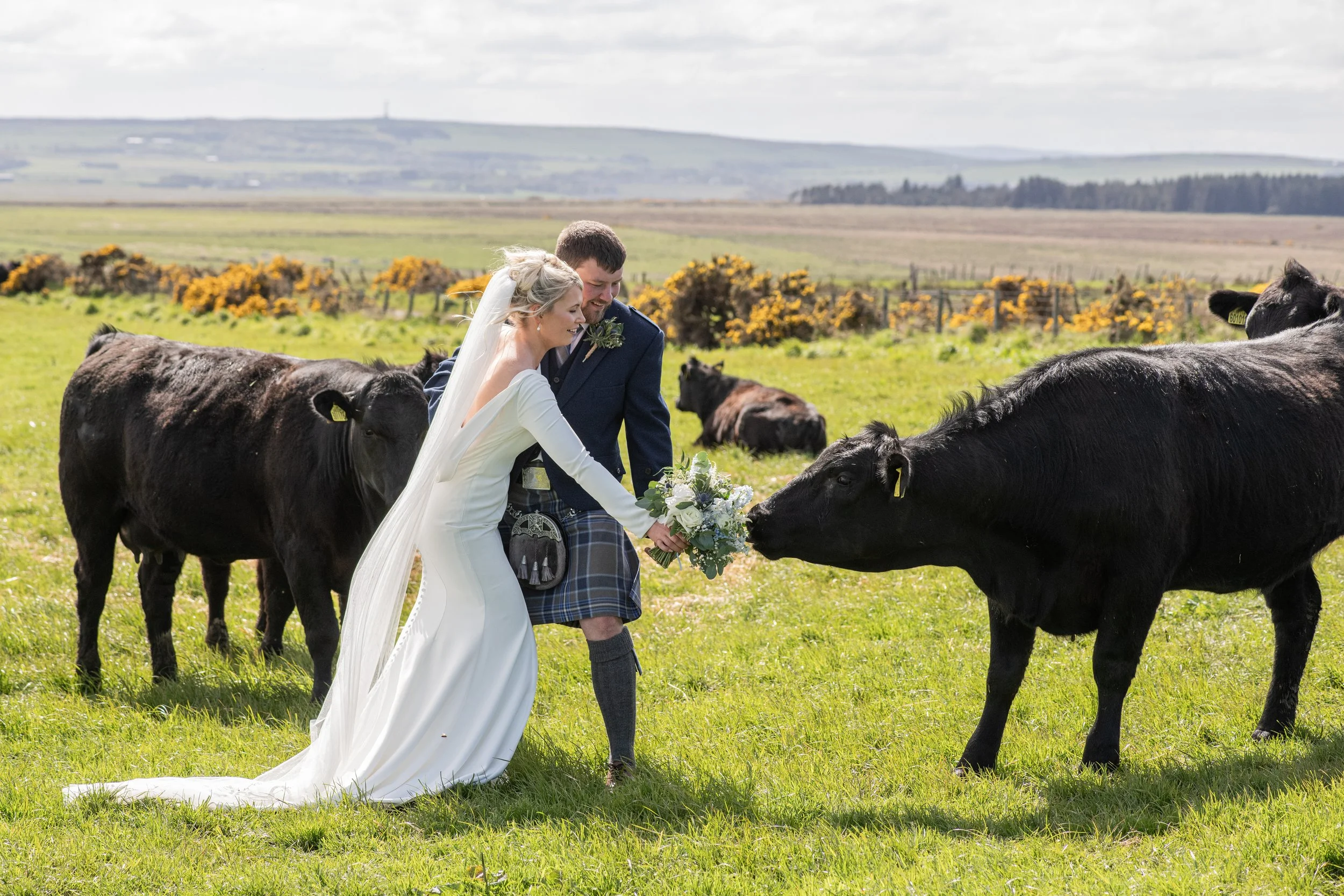 A bride and groom in wedding attire smiling and kissing a black cow in a green field during a wedding photoshoot, with rolling hills and yellow-flowered bushes in the background.