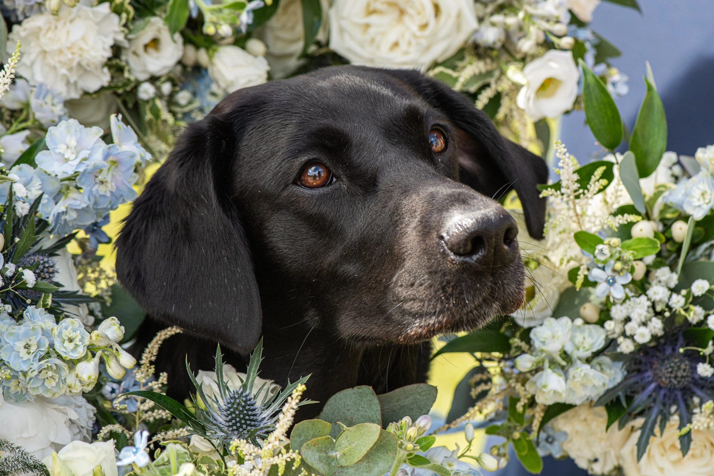 Close-up of a black dog with brown eyes lying among a variety of white and blue flowers and green foliage.